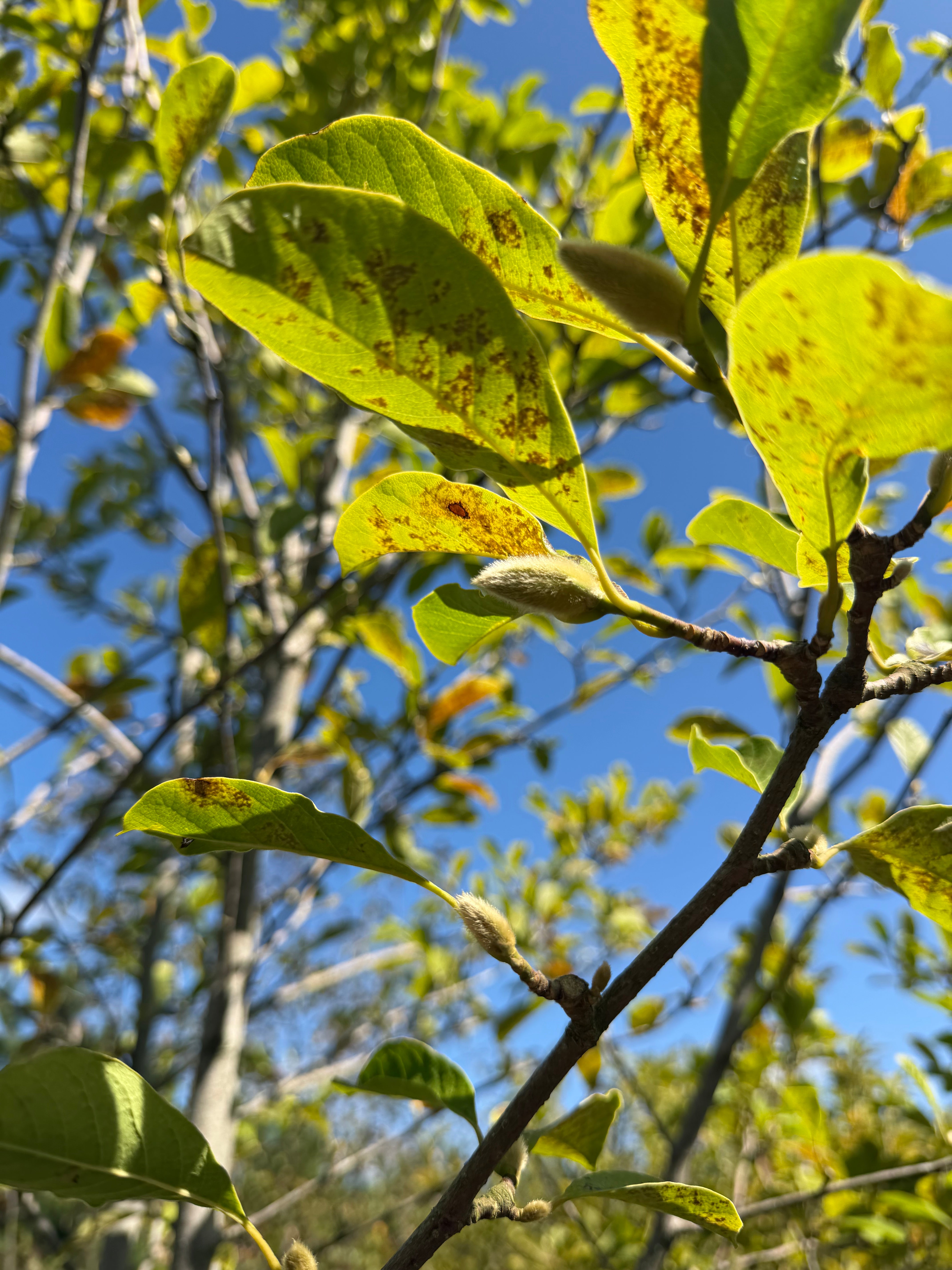 Nærbillede af de karakteristiske, behårede og silkebløde vinterknopper på grenene af en Magnolia 'Merrill' i september.