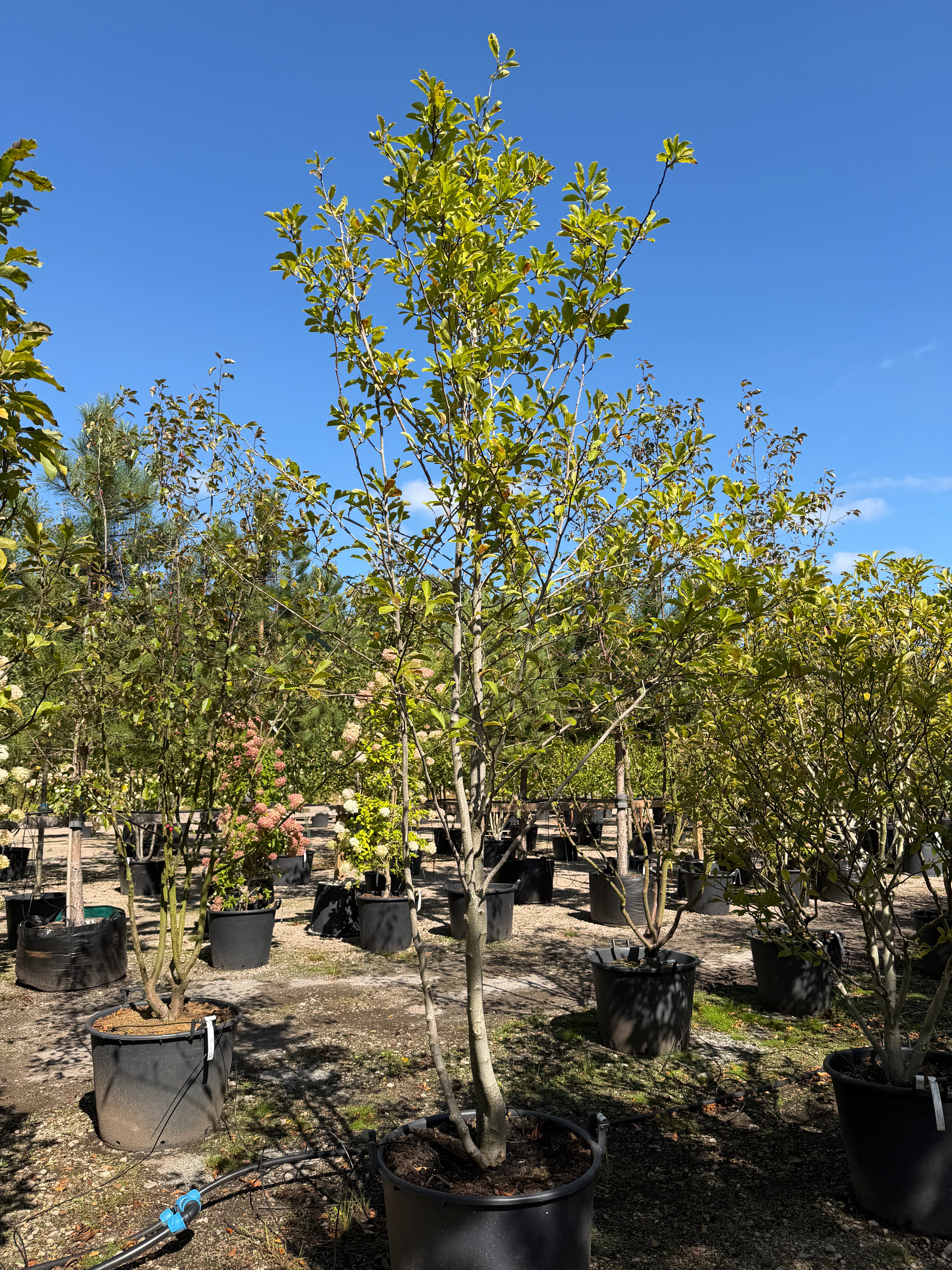 Flerstammet Magnolia 'Merrill' i fuld figur med en tæt, bred og afrundet krone af store mørkegrønne blade på flere markante lysegrå stammer.