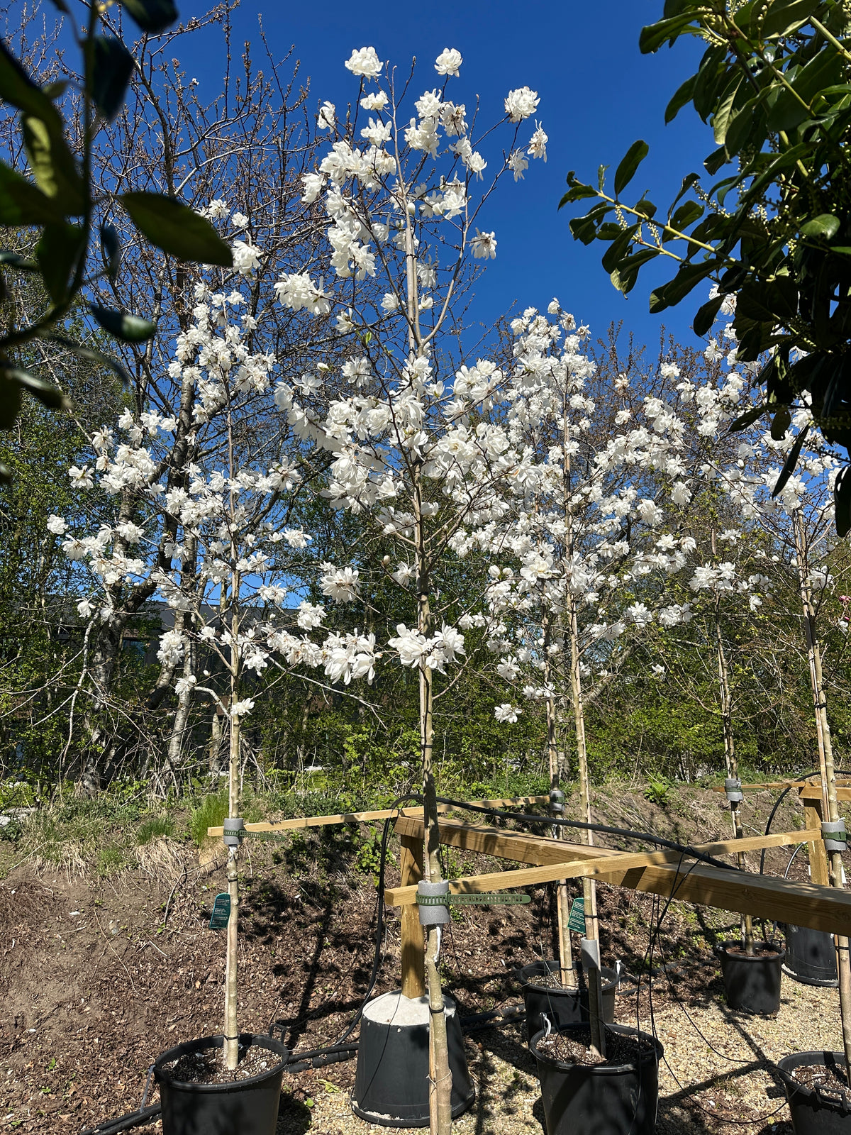 Opstammet Wildcat magnolie med en lige stamme og en tæt, rund krone dækket af hvide, fyldte forårsblomster.