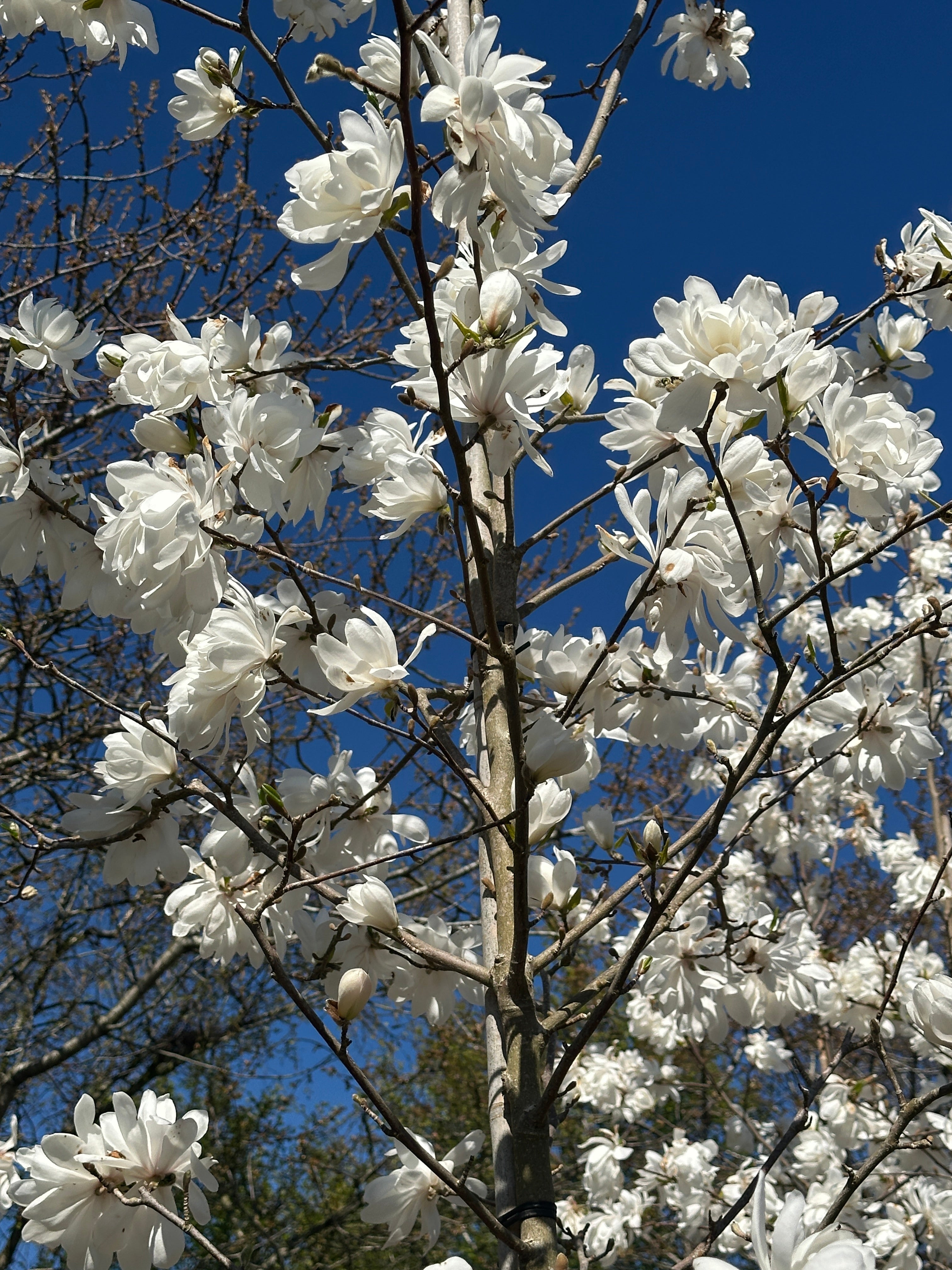 Karakteristiske tætfyldte, pompon-lignende hvide magnolieblomster på de bare grene af en Magnolia Wildcat.