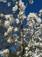 Karakteristiske tætfyldte, pompon-lignende hvide magnolieblomster på de bare grene af en Magnolia Wildcat.