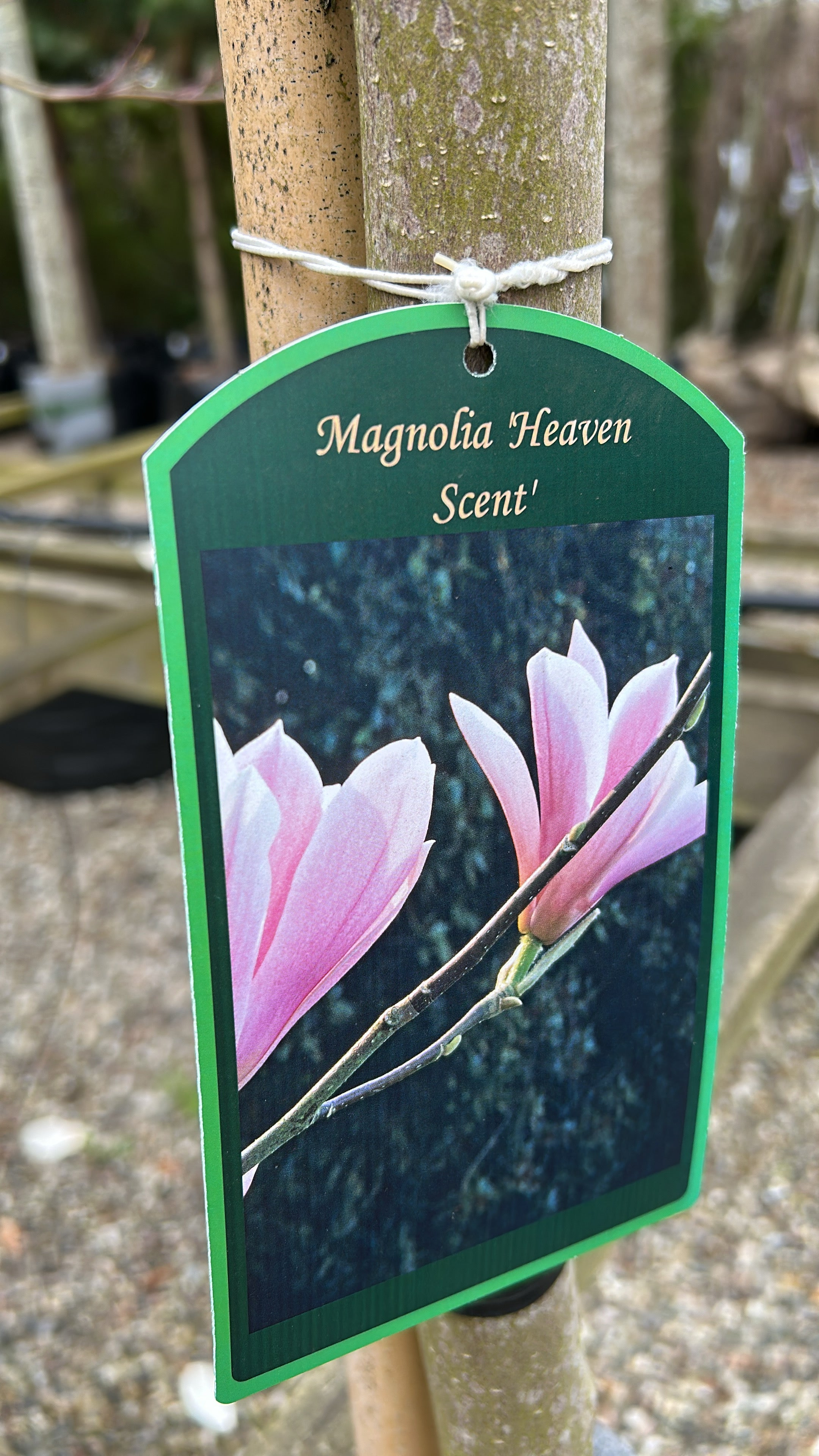 Magnolia soul. Heaven Scent for store, lyserøde magnolieblomster med en mørk magenta stribe på ydersiden.