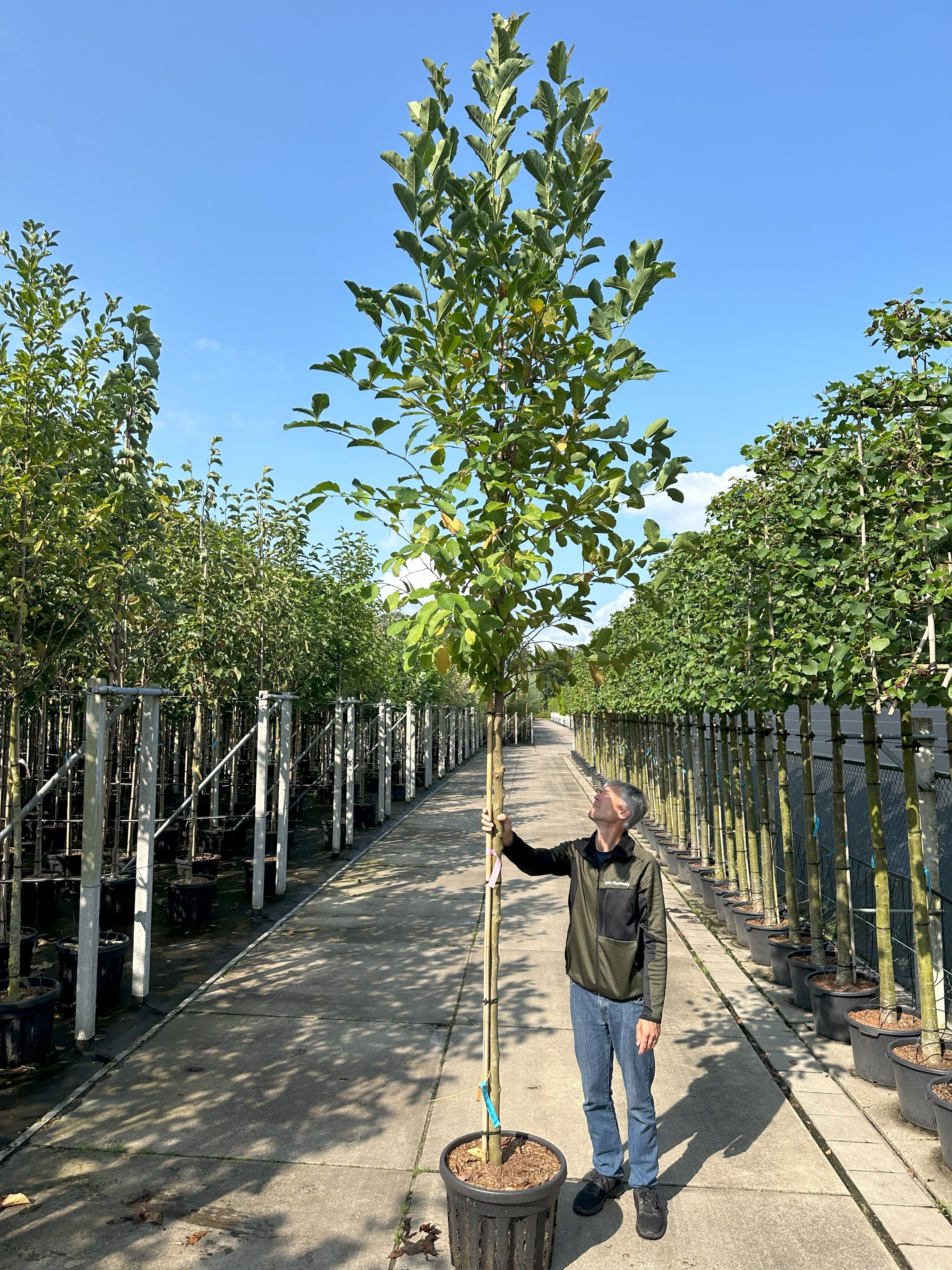 Opstammet Magnolia Heaven Scent med en velstruktureret, opret krone fuld af store, friskt grønne blade.
