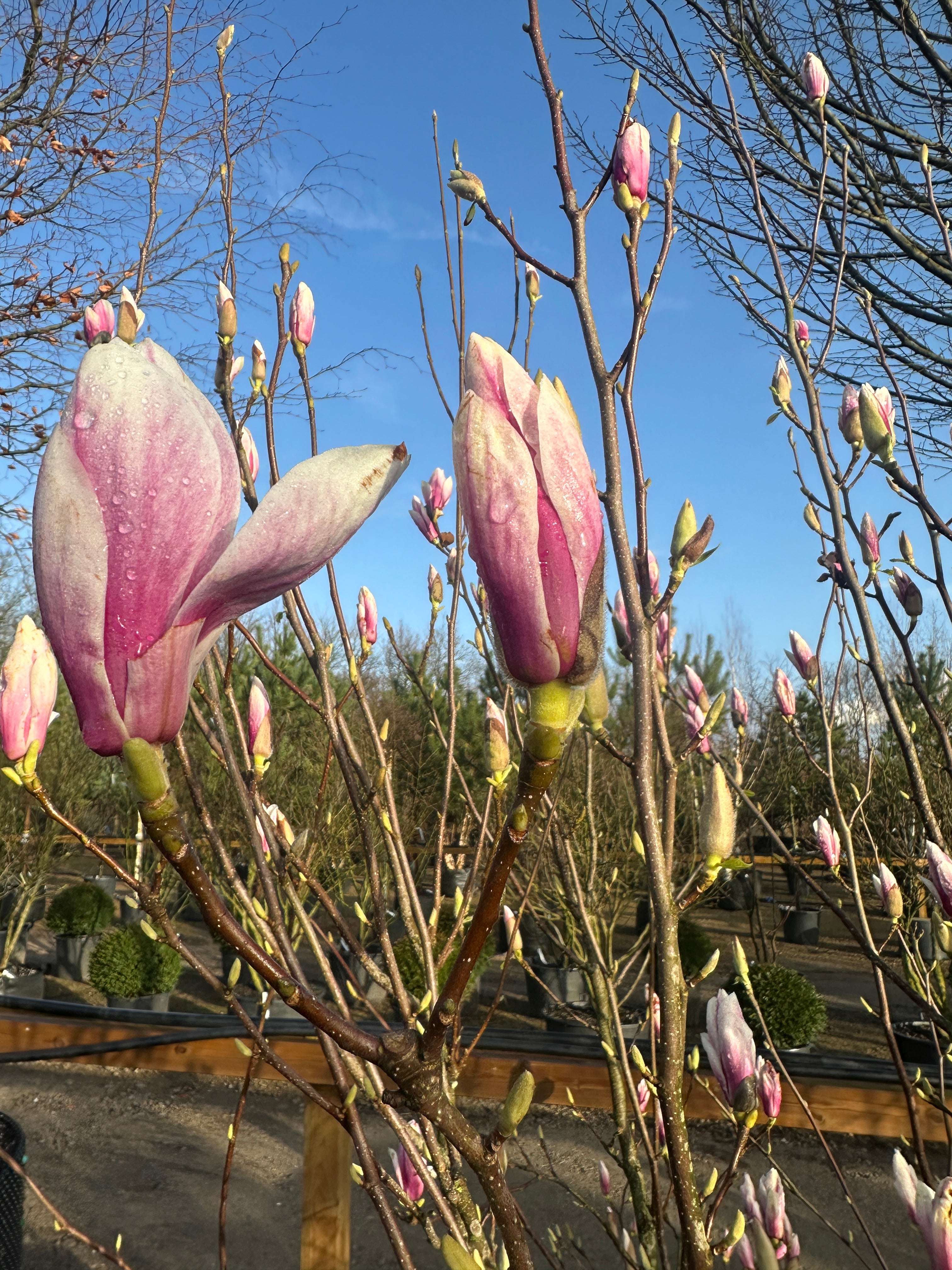 Multistammet magnolie, Magnolia soulangeana, i fuld forårsblomstring med store, oprette hvide og rosa tulipanformede blomster på bare grene.