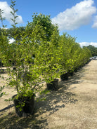 Magnolia soulangeana med flere markante hovedstammer fra bunden og en bred krone.