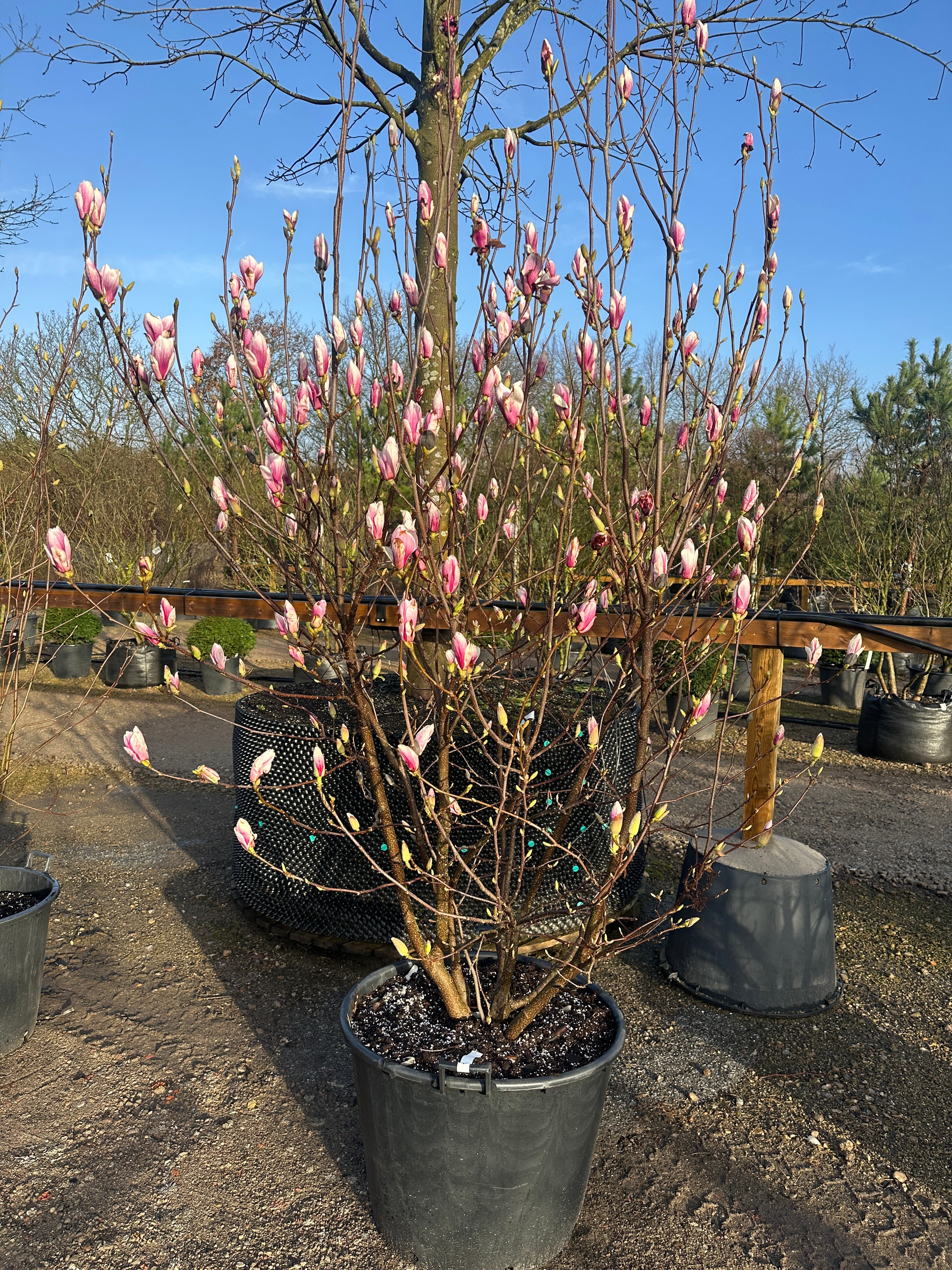 Multistammet Almindelig Magnolie, Magnolia soulangeana, med flere synlige stammer fra bunden og store, tulipanformede blomster.