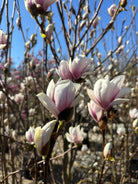 Store, pokalformede magnolieblomster med en flot rosa-purpurfarvet bund.