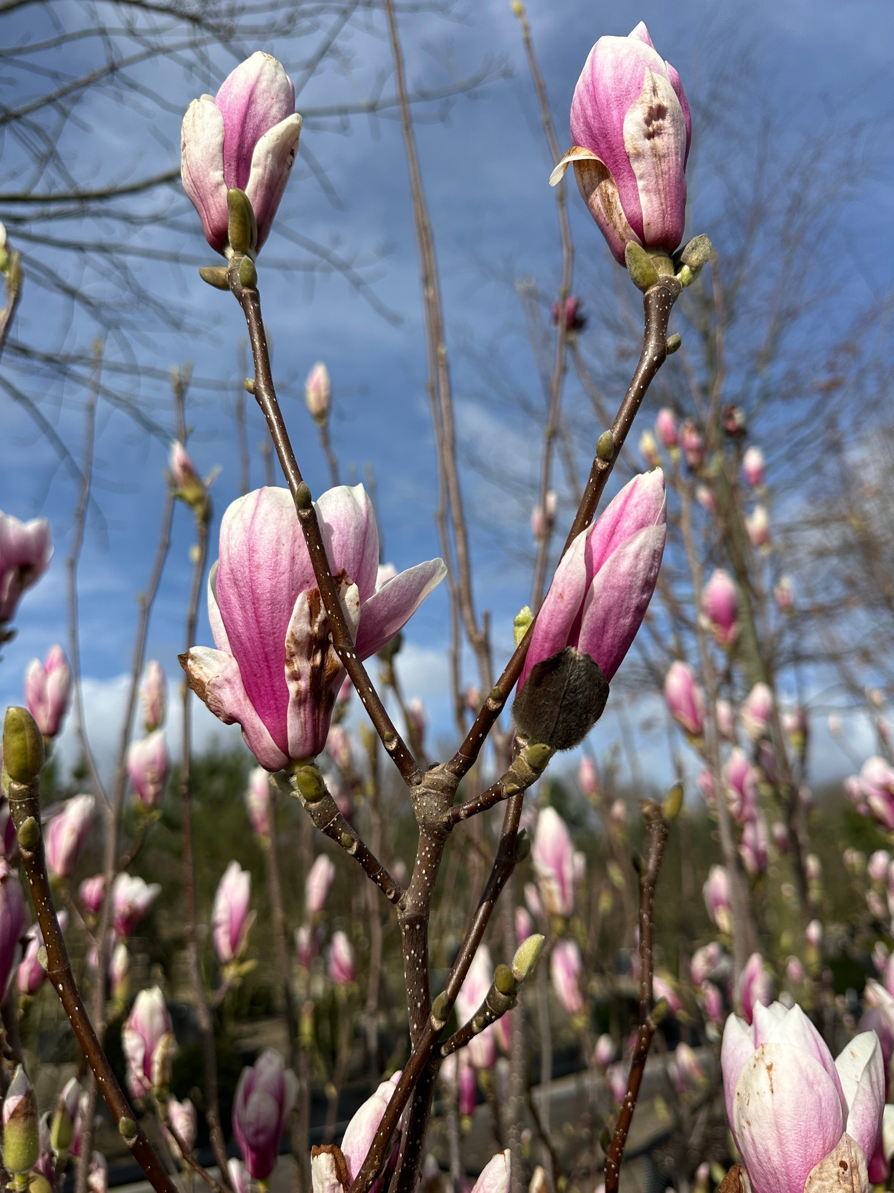Store, elegante rosa-lilla og hvide blomster på de nøgne grene af en Magnolia soulangeana.