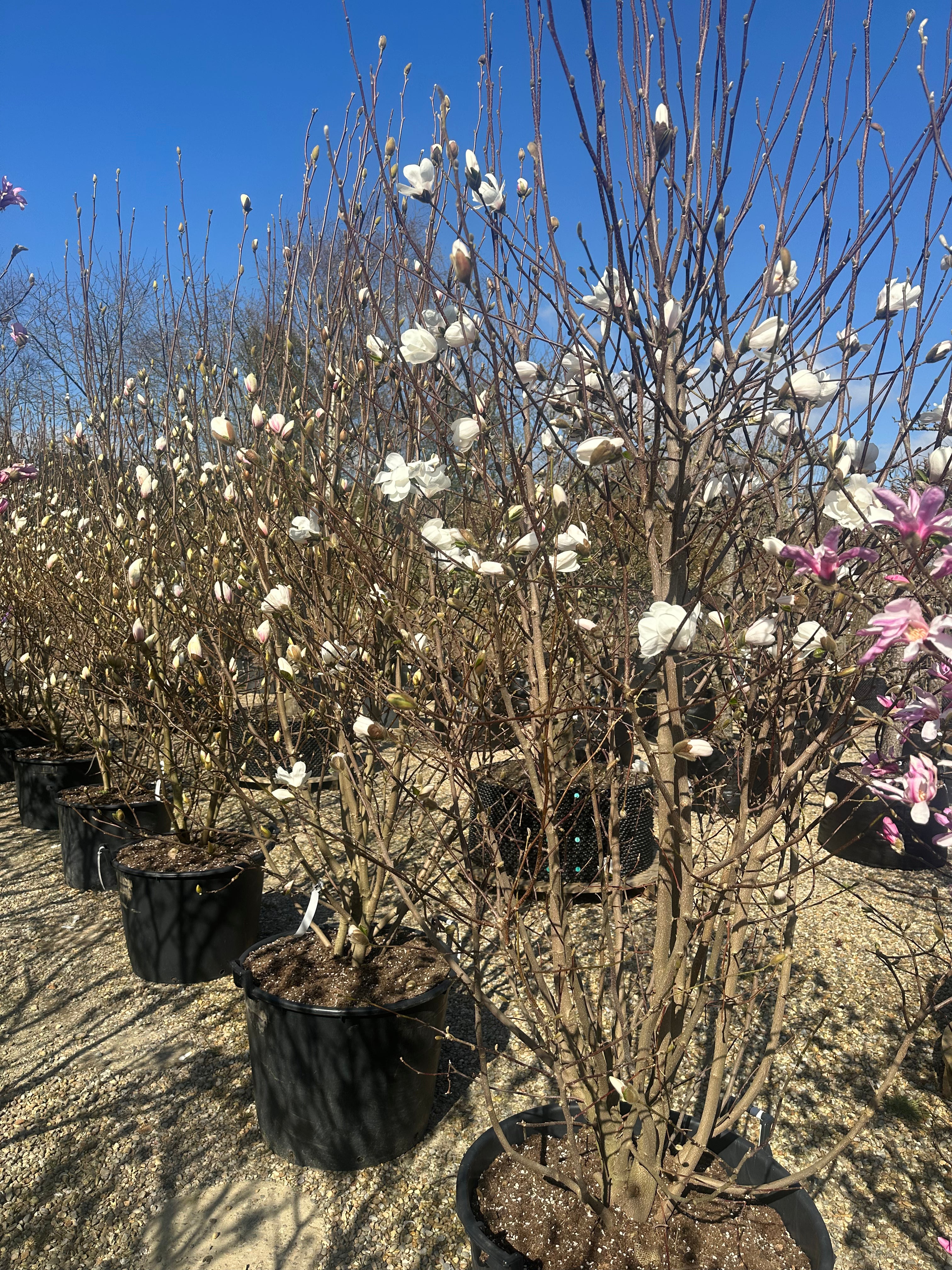 Magnolia soulangeana 'Alba Superba' med en bred, vasformet krone og synlige stammer.
