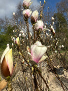 Forårsblomstring med enorme, cremehvide og svagt rosa tulipanblomster på en Magnolia 'Alba Superba'.