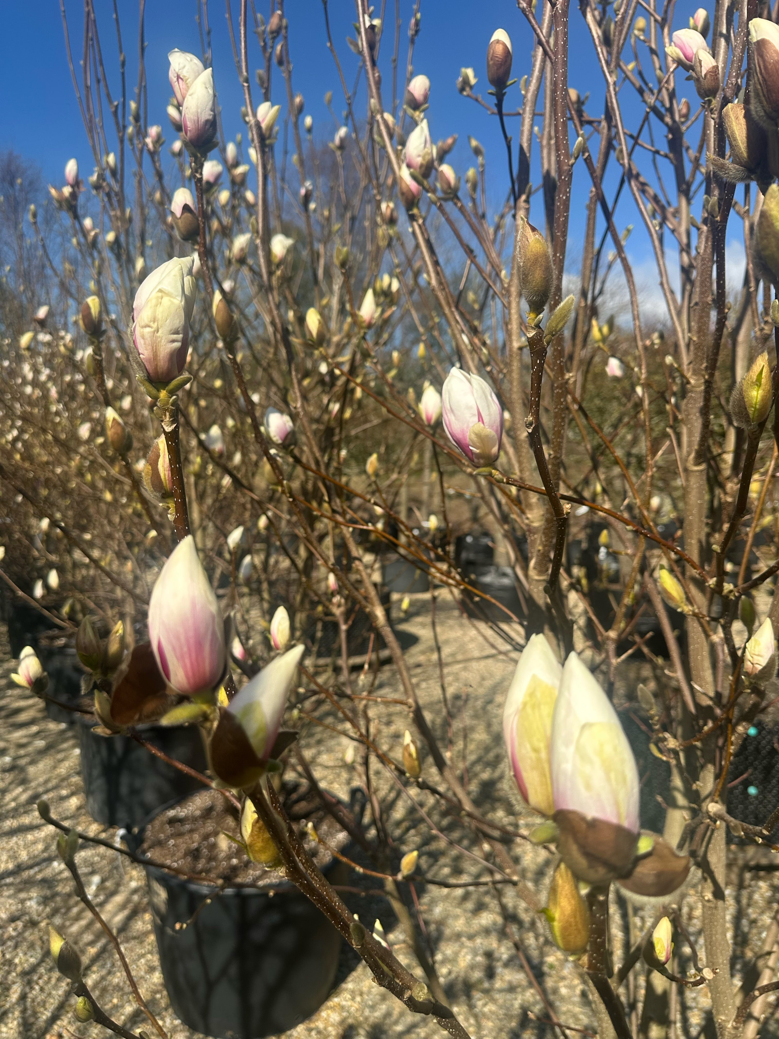 Forårsblomstring med enorme, cremehvide og svagt rosa tulipanblomster på en Magnolia 'Alba Superba'.