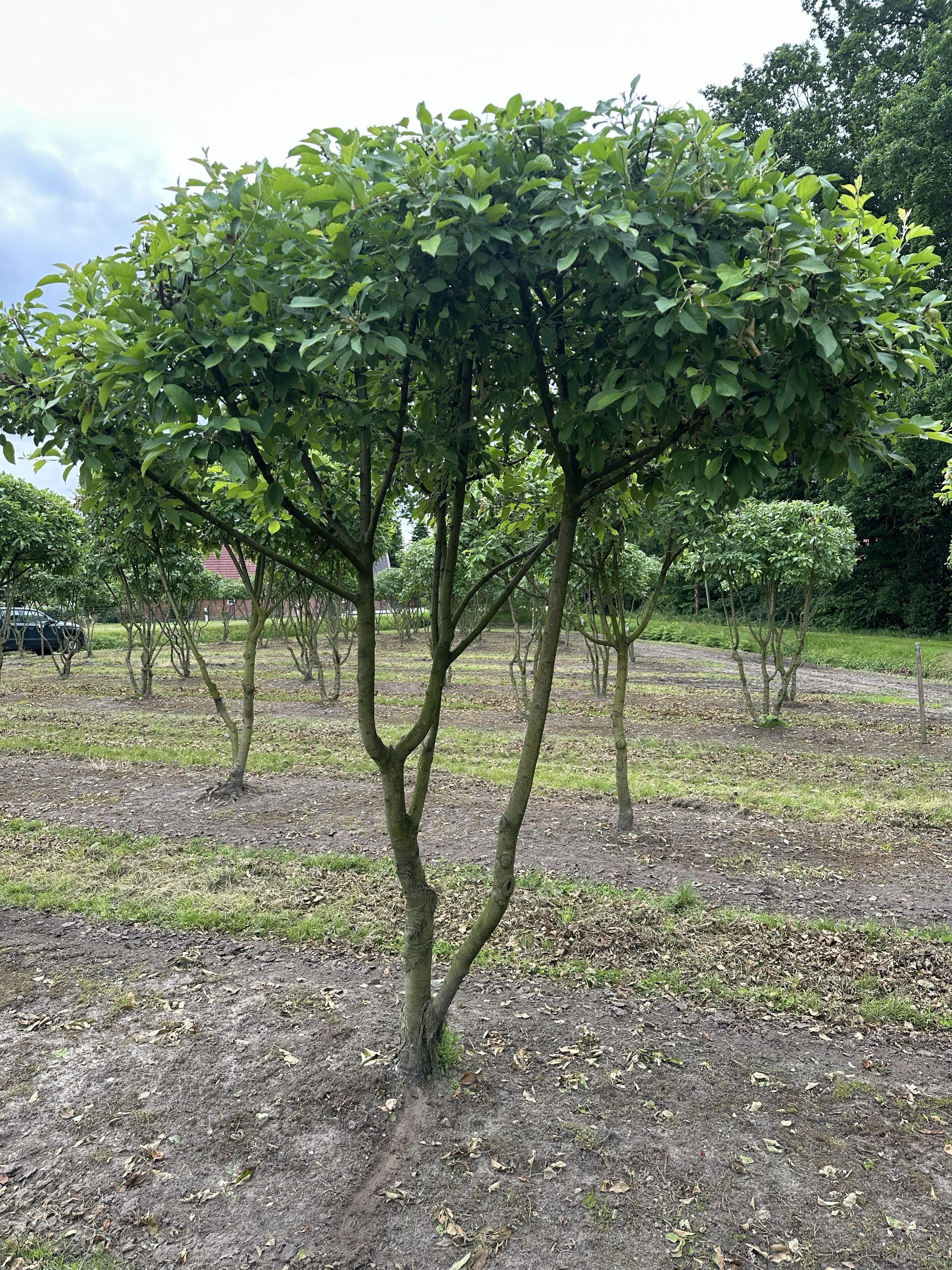 Skulpturelle Multistammet tagklippet Paradisæble i sorten Beverly