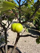 Nærbillede af de små, dekorative orange-gule paradisæbler på en Malus Brandy Magic busk om efteråret.