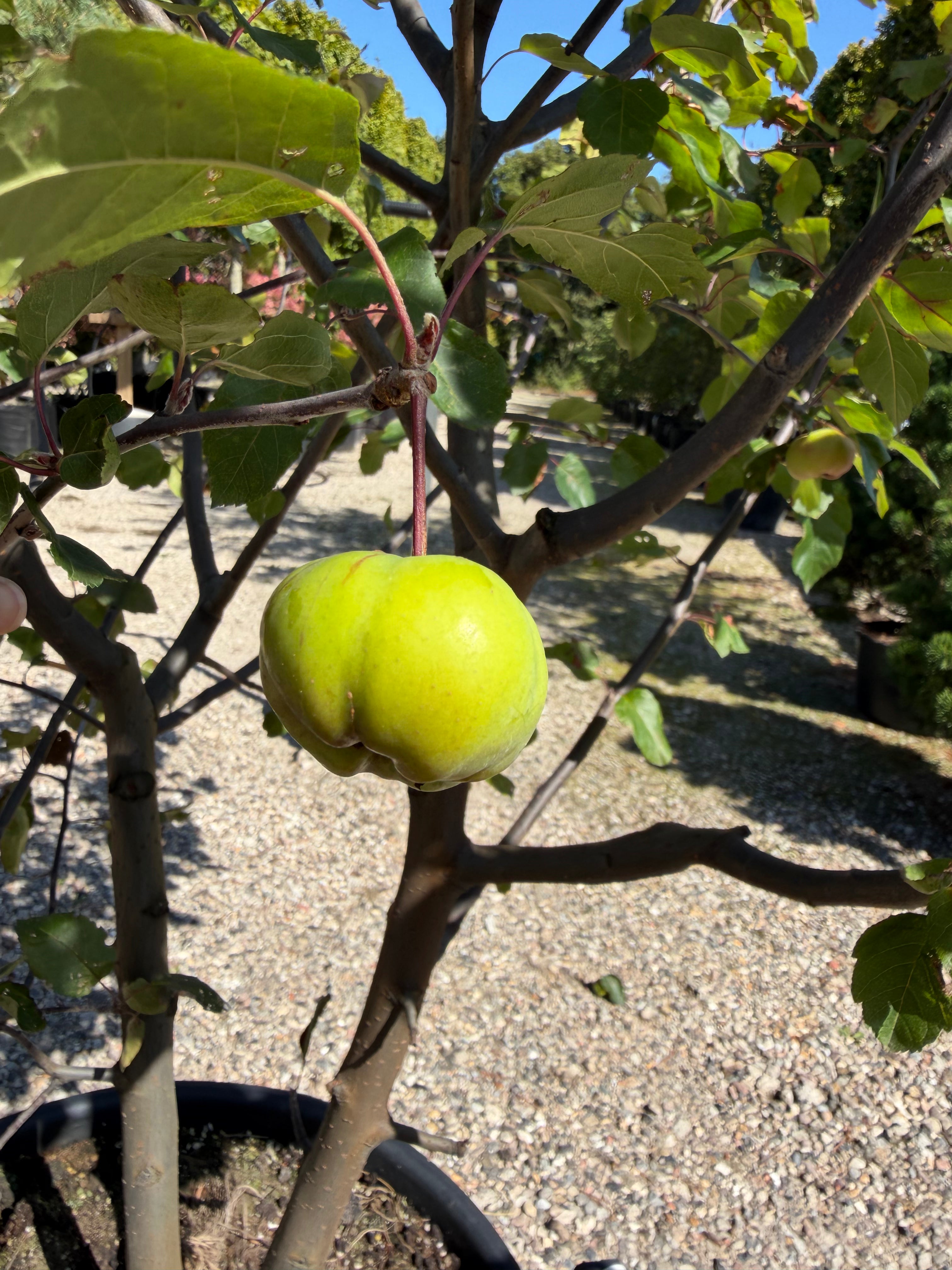 Nærbillede af de små, dekorative orange-gule paradisæbler på en Malus Brandy Magic busk om efteråret.