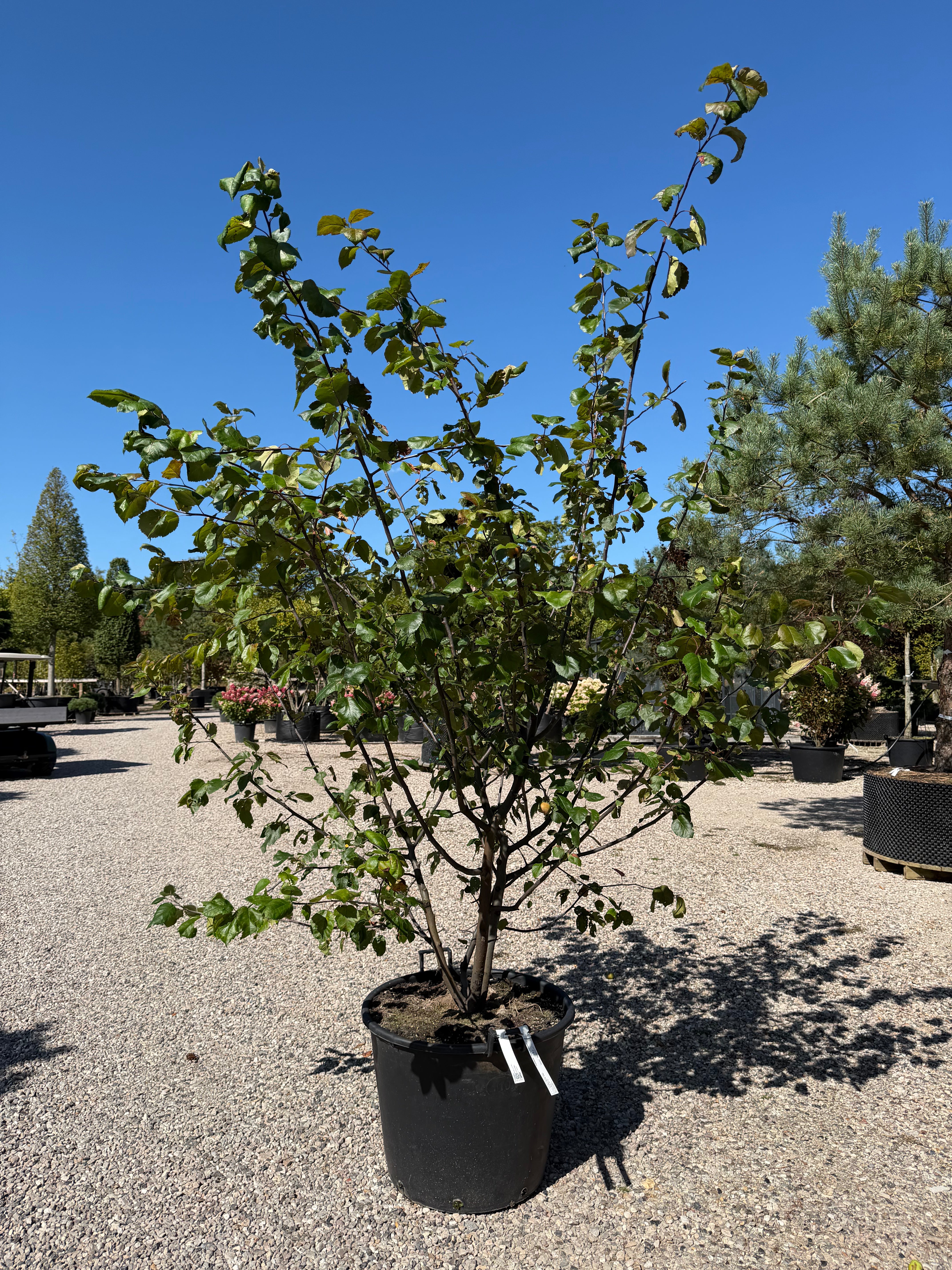 Malus Brandy Magic paradisæble som busk med oprette grene fra bunden og et sundt mørkegrønt løv.