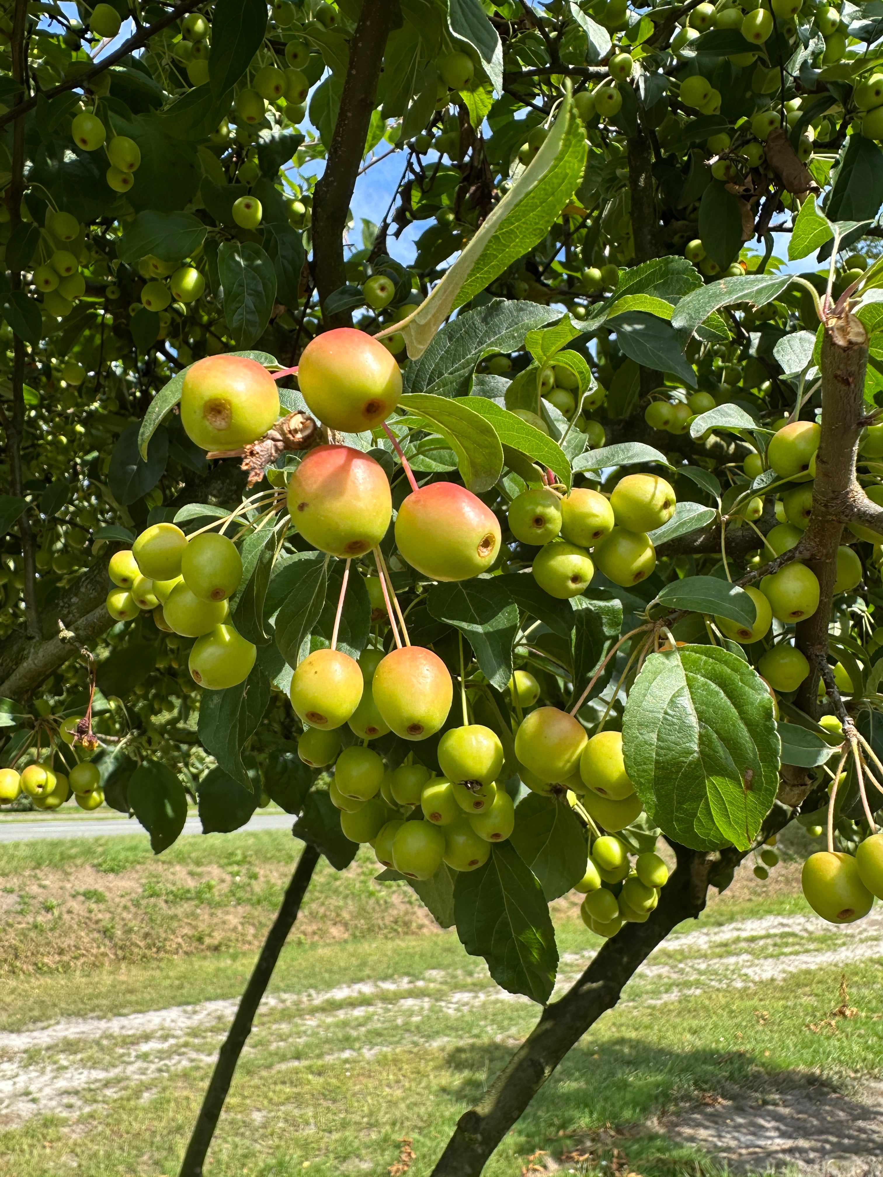 Små orangerøde paradisæbler på grenen af en Malus Evereste.