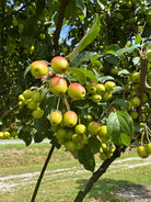 Små orangerøde paradisæbler på grenen af en Malus Evereste.