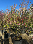 Paradisæbletræ, Malus Evereste, som er fuldstændig fyldt med mørkrosa og rødlig-rosa blomsterknopper, der er lige ved at springe ud.