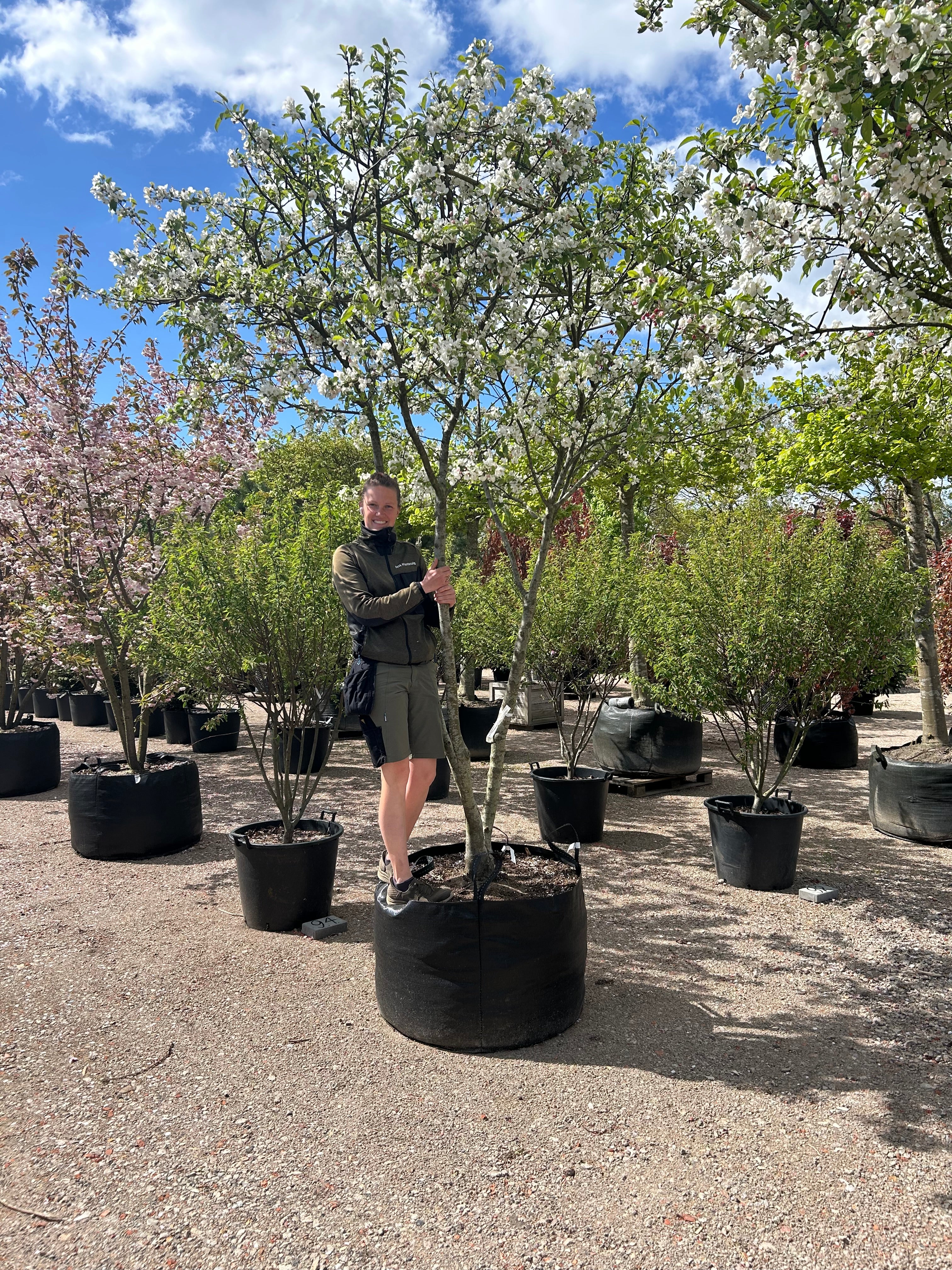 Hvide forårsblomster der dækker de tætklippede, vandrette grene på et tagklippet og multistammet Malus Evereste paradisæbletræ.