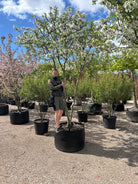 Hvide forårsblomster der dækker de tætklippede, vandrette grene på et tagklippet og multistammet Malus Evereste paradisæbletræ.