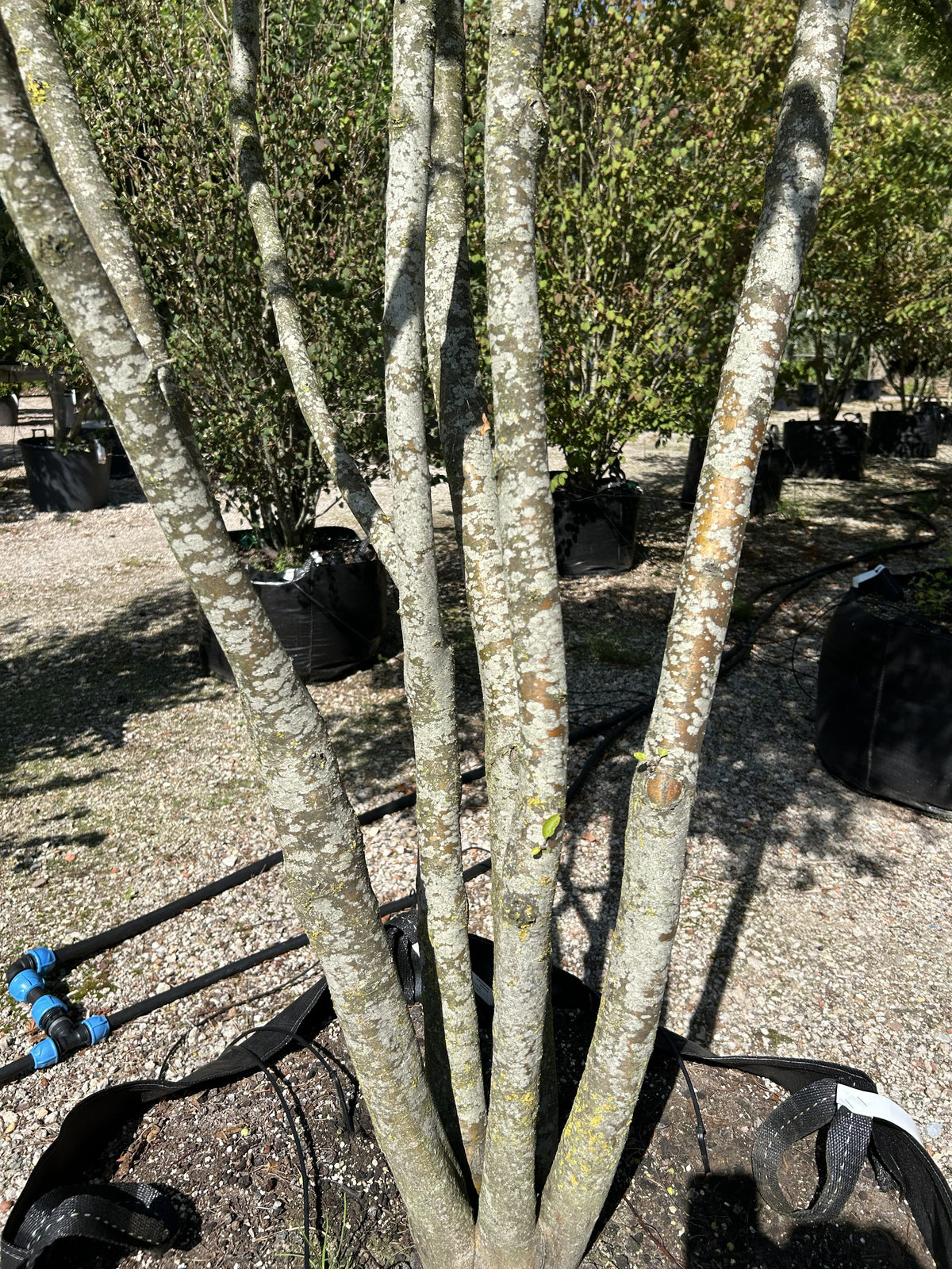 Den gråbrune, let furede bark på de kraftige stammer af et multistammet paradisæbletræ med det botaniske navn Malus Evereste, set under et tæt tag af grønt sommerløv.