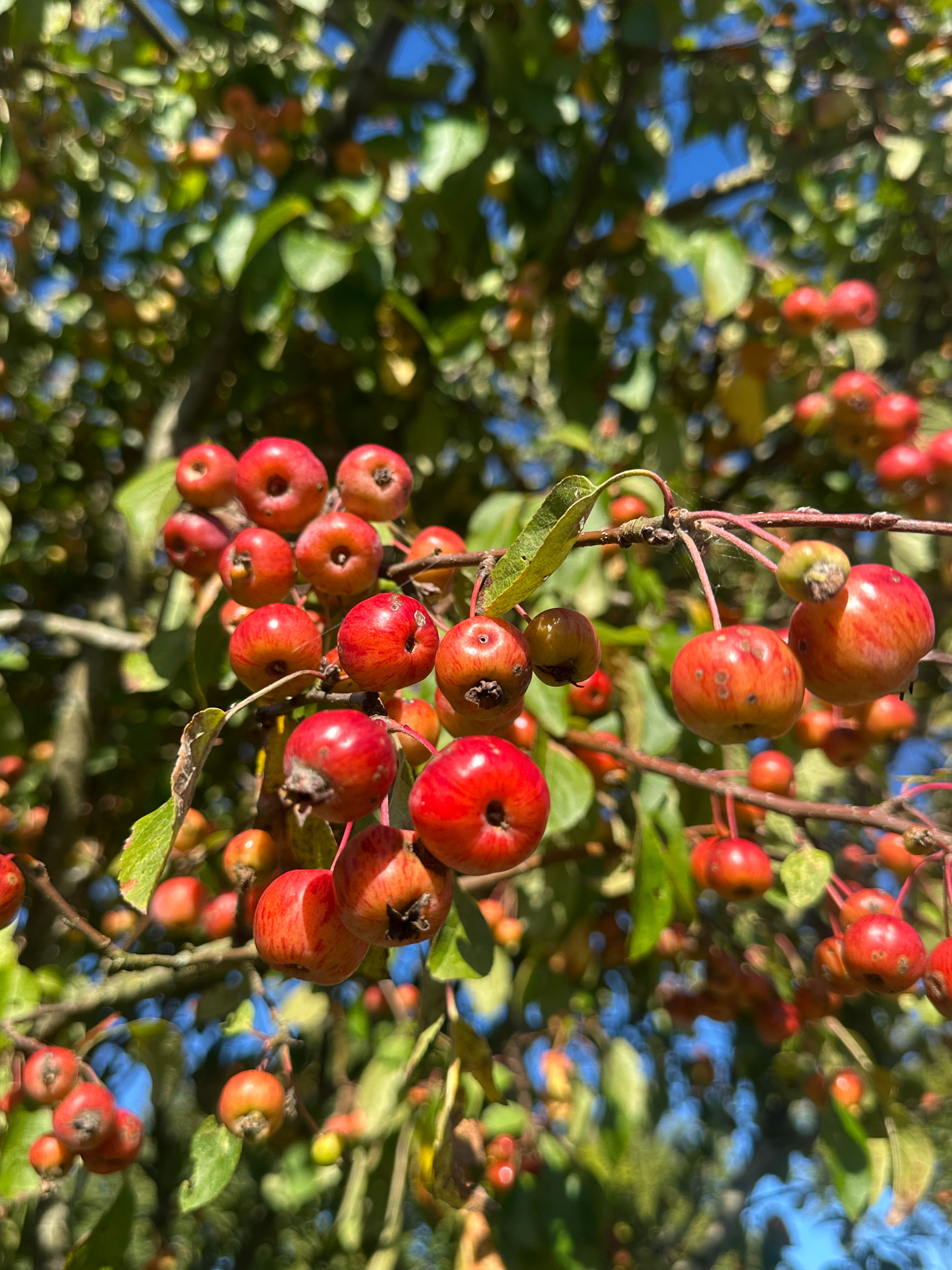 Små, skinnende orange-røde paradisæbler, som sidder i tætte klaser på det formklippede træ med det botaniske navn Malus Evereste.