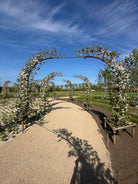 Hvide forårsblomster og rosa knopper, der dækker grenene på et espalieret paradisæbletræ af typen Malus Evereste over en pergolabue.