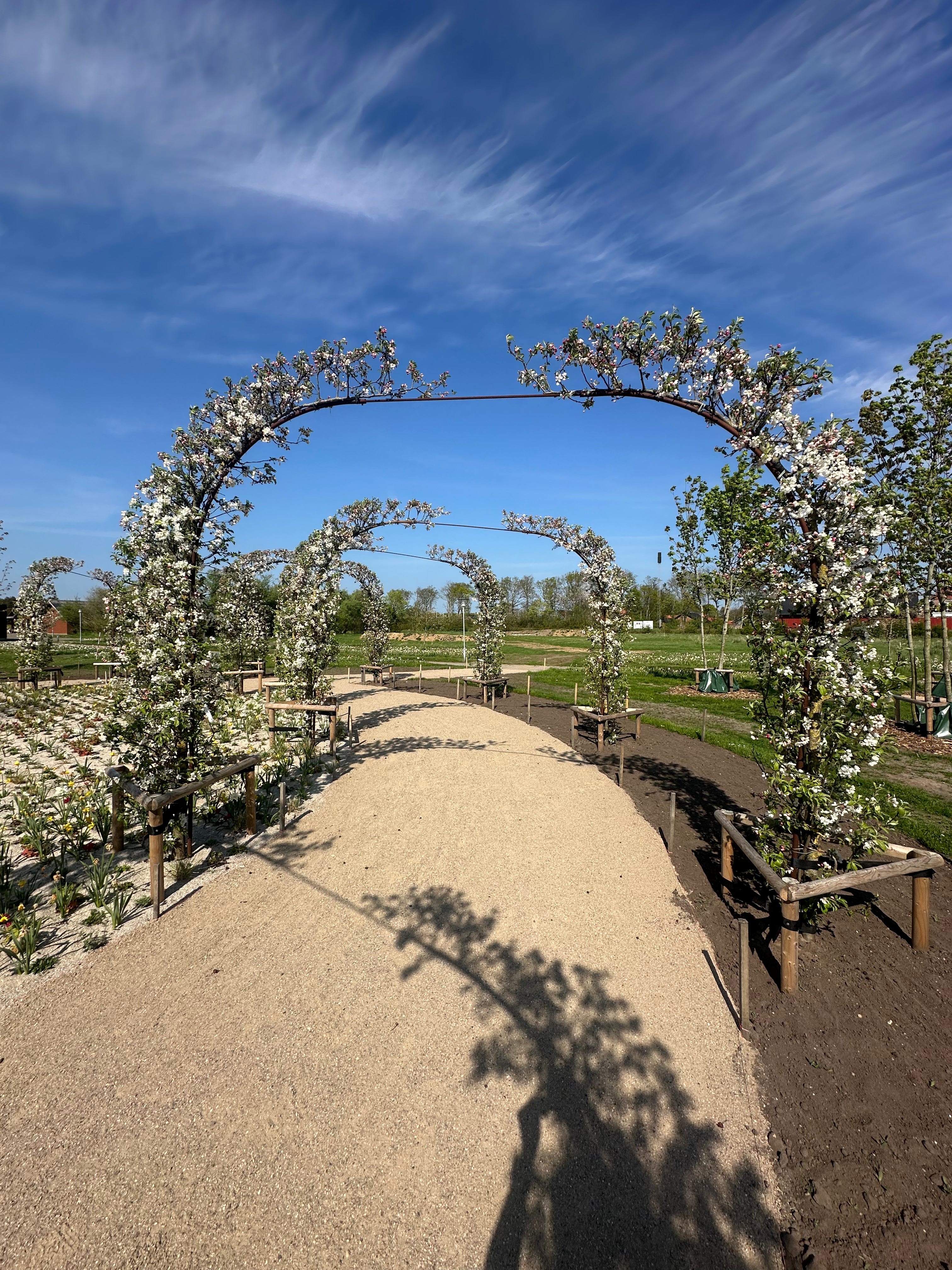 Hvide forårsblomster og rosa knopper, der dækker grenene på et espalieret paradisæbletræ af typen Malus Evereste over en pergolabue.