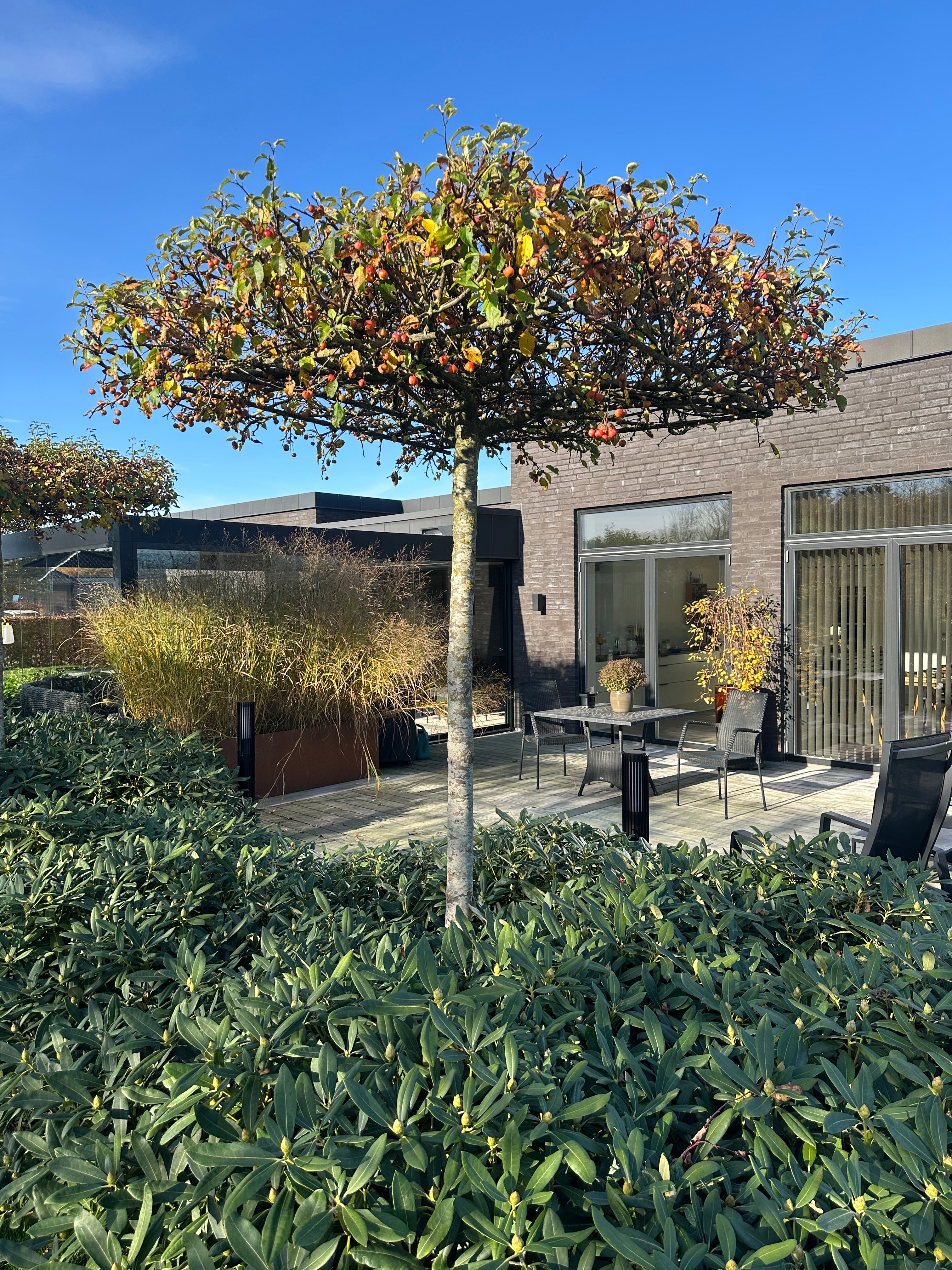 Tagklippet paradisæble, Malus 'Evereste', formet som en vandret grøn parasol over en fliseterrasse.