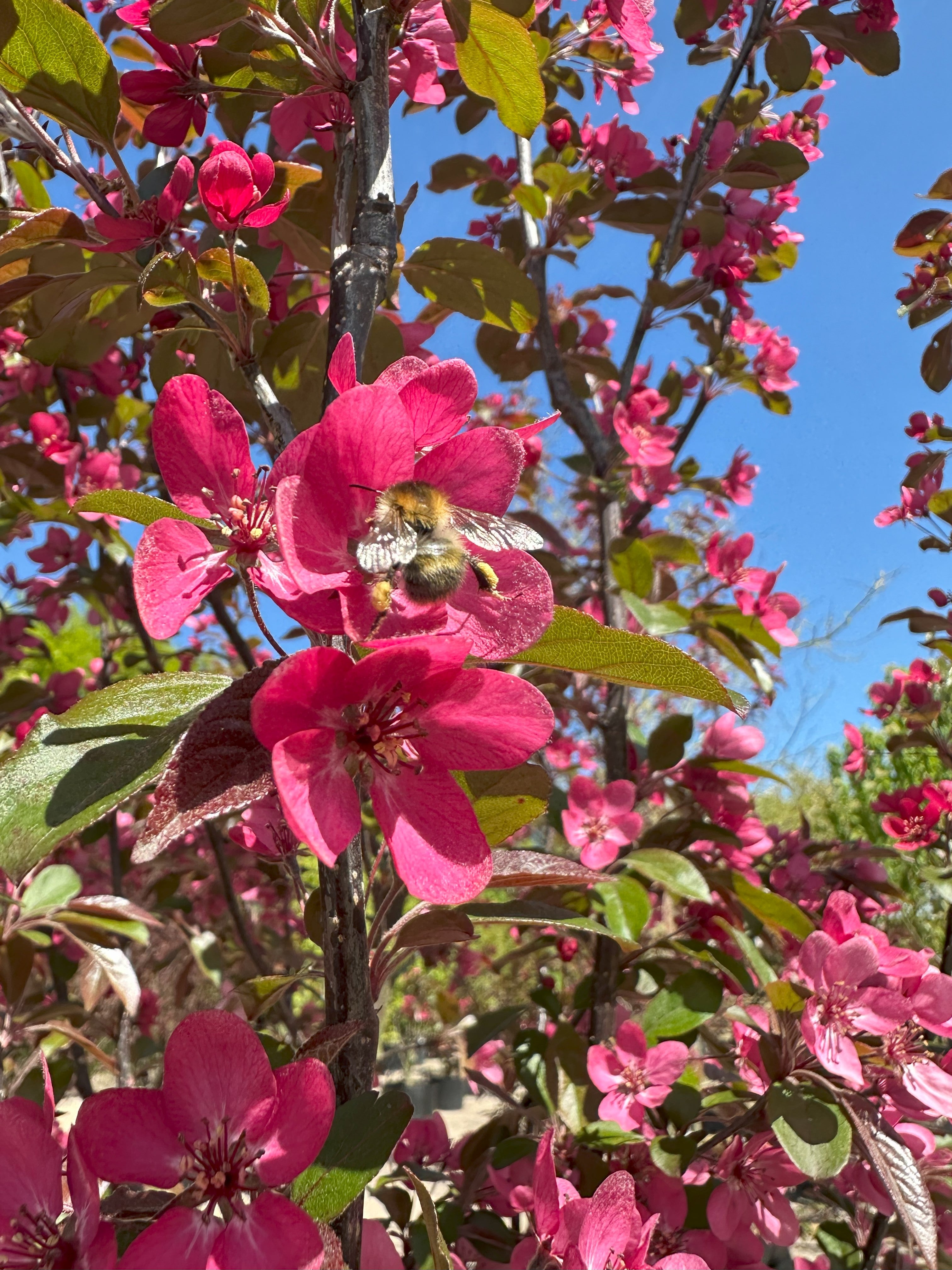 En bi, der samler nektar i en stor, mørkerosa blomst på et Mokum paradisæble.