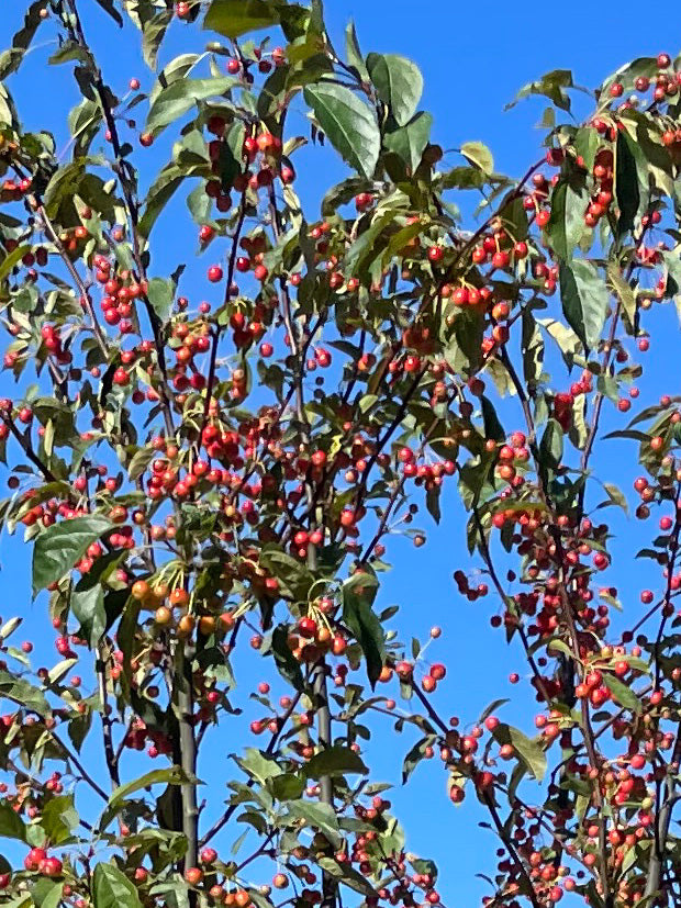 Små, skinnende røde æbler, der sidder i tætte klaser mellem friske grønne blade på et paradisæbletræ med det botaniske navn Malus Red Jewel.
