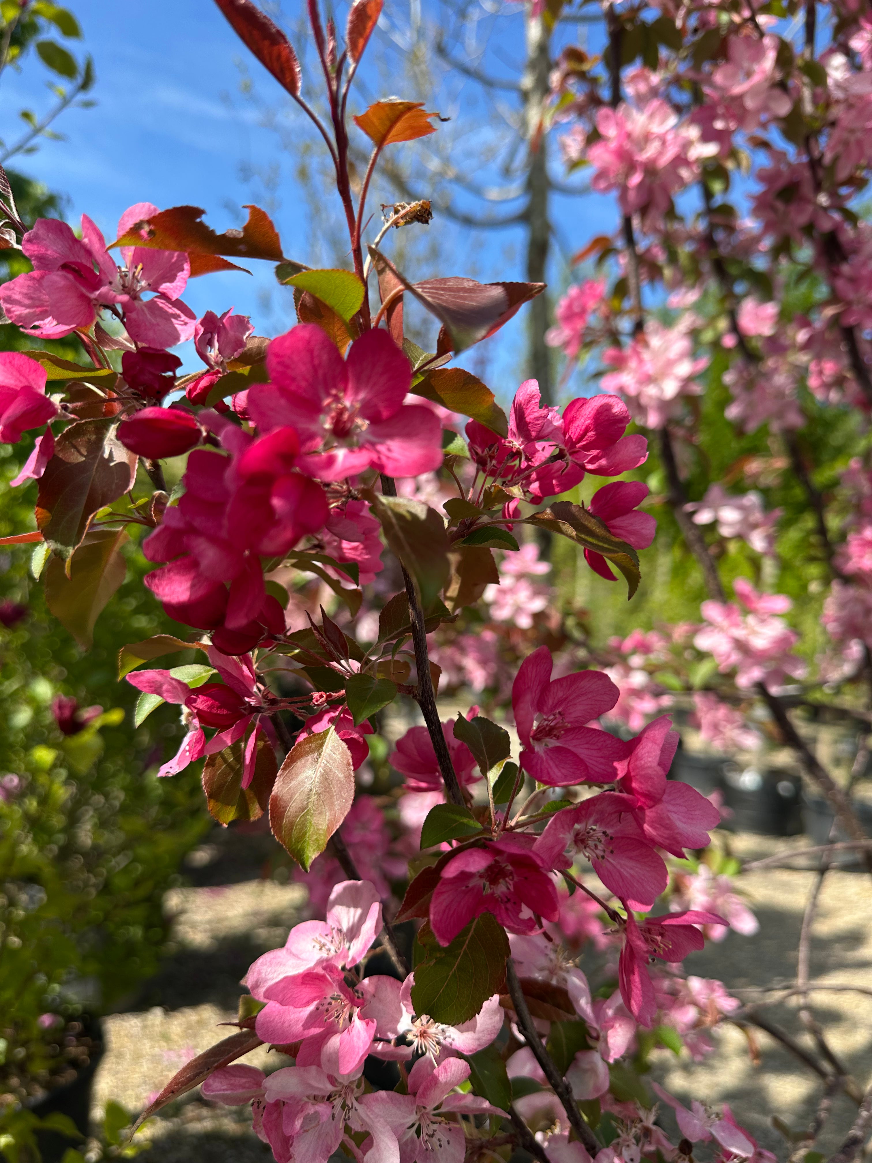 Store, intense pink-rosa blomsterklaser på et opstammet Malus 'Rudolph' paradisæble.