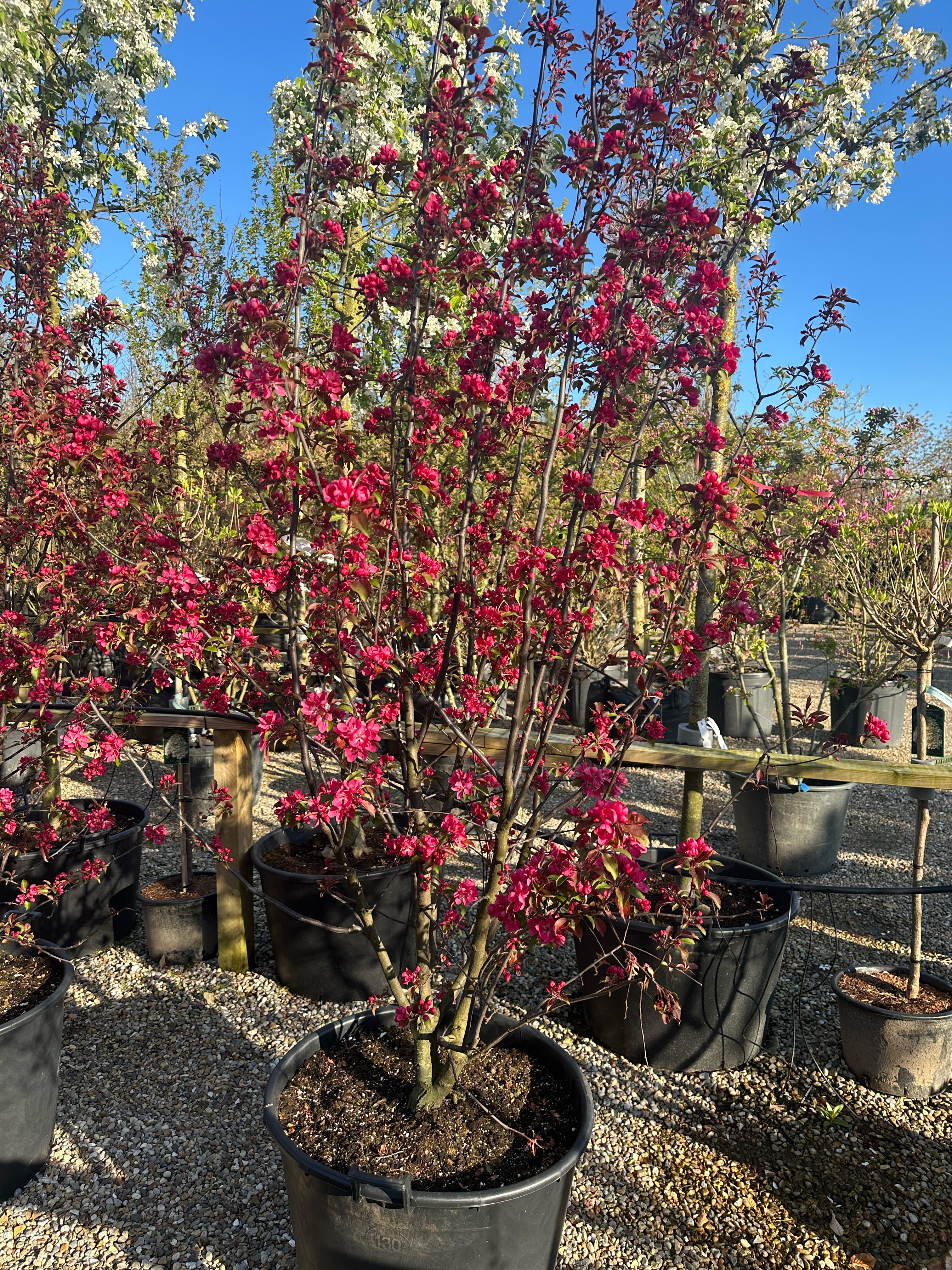 Multistammede paradisæbletræ, Malus Rudolph, hvor de mange synlige stammer bærer en bred krone i fuld, karminrød forårsblomstring.