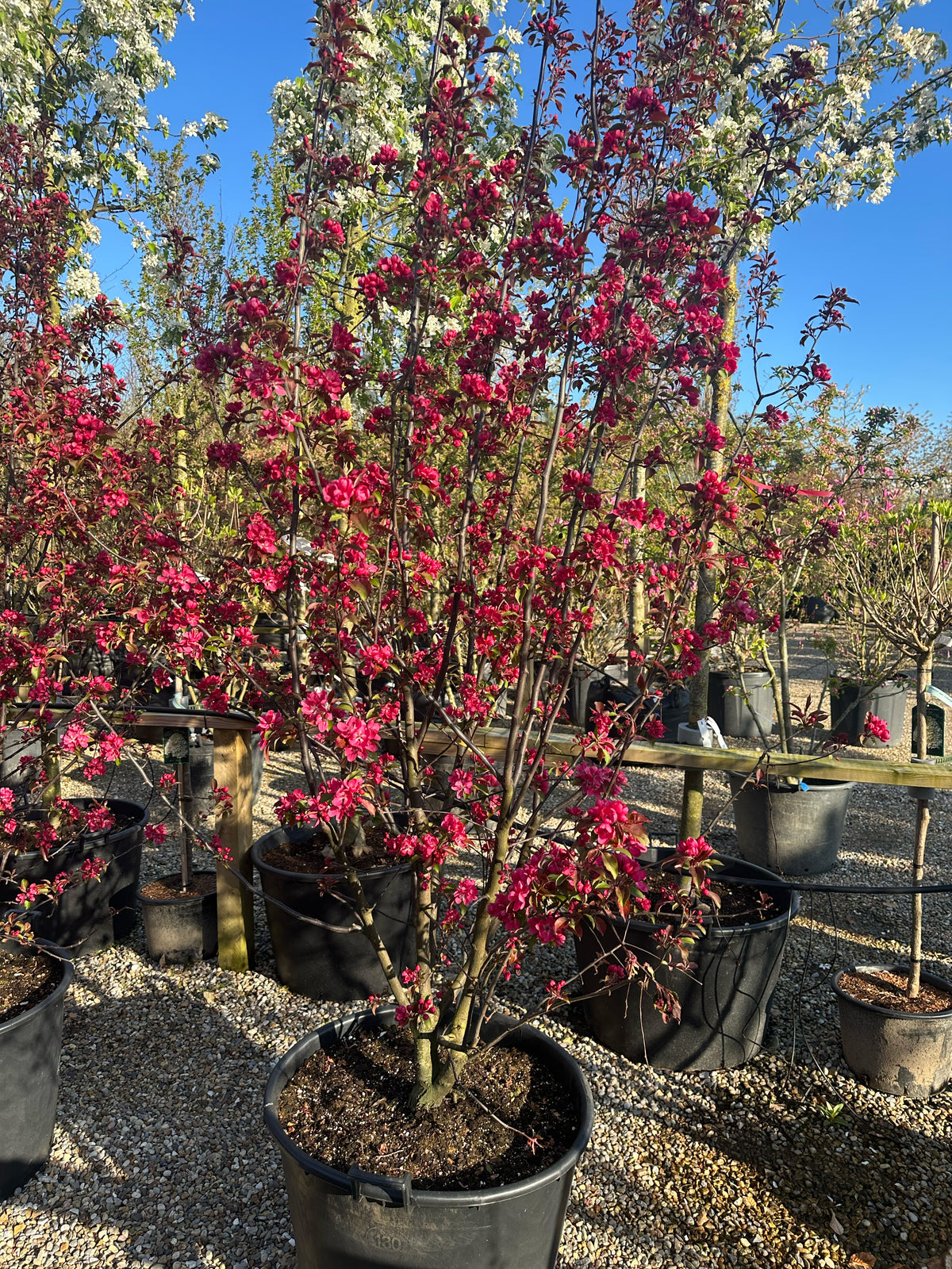 Multistammede paradisæbletræ, Malus Rudolph, hvor de mange synlige stammer bærer en bred krone i fuld, karminrød forårsblomstring.