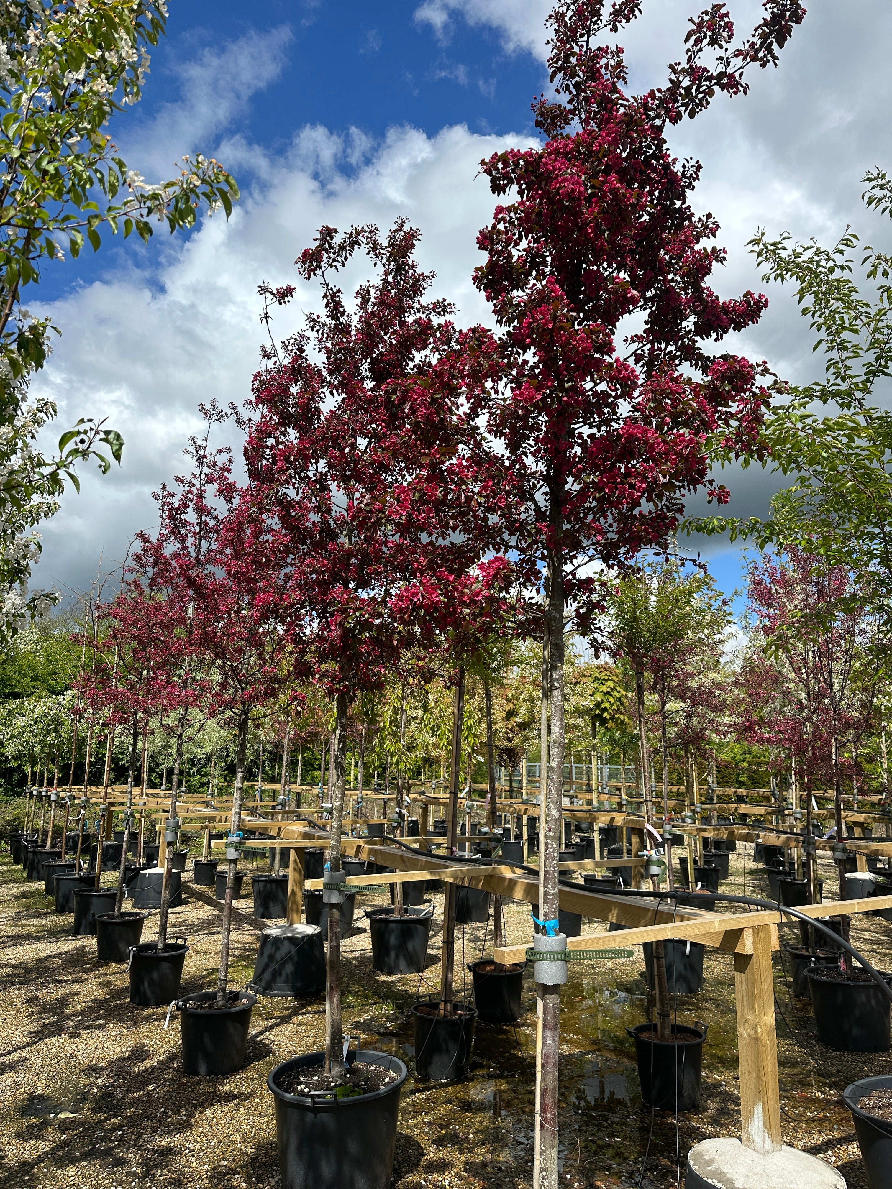 Opstammet paradisæbletræ, Malus Veitchs Scarlet, hvor den velformede krone står i fuld, farverig forårsblomstring på en ren stamme.