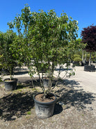 Multistammet paradisæble, Malus baccata 'Braendkjær', med flere synlige stammer og en flot, bred krone af grønne blade.