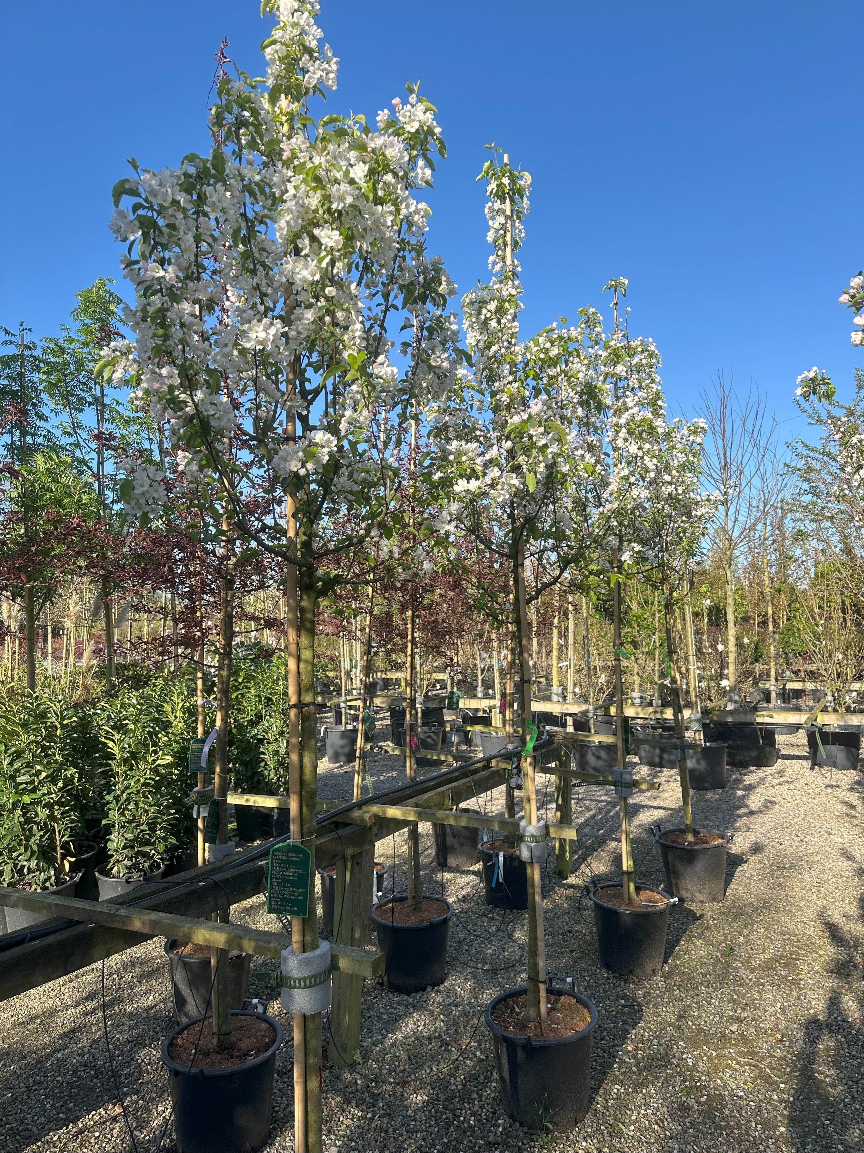 Opstammet Malus baccata 'Brændkjær' paradisæbletræ med en bar stamme og en rund krone i blomst.