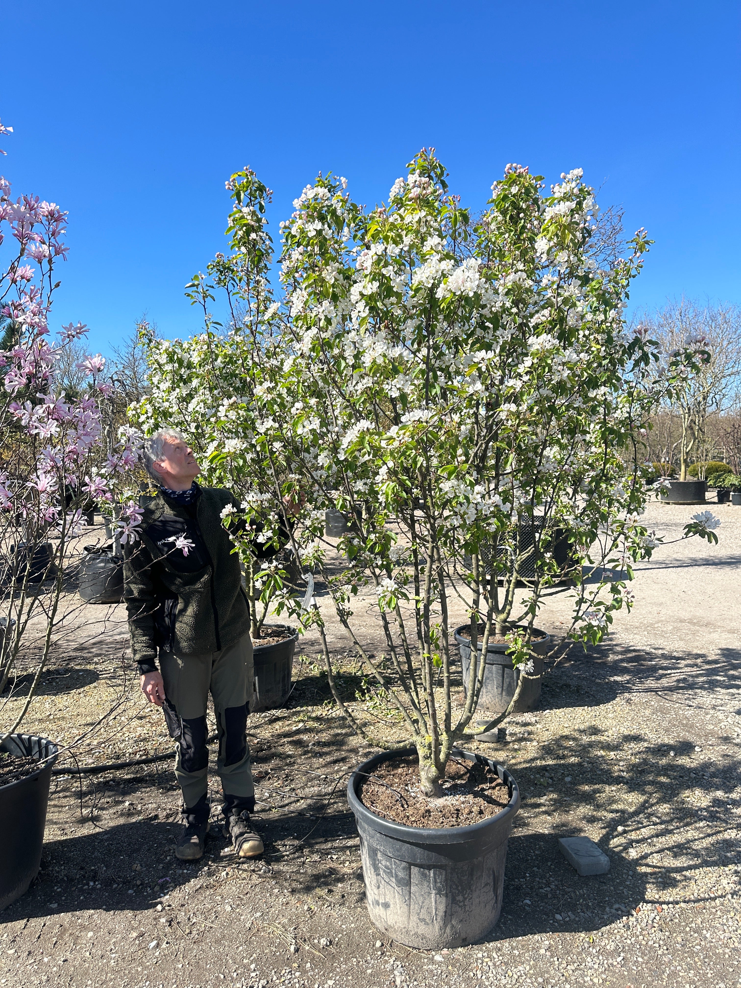 Multistammet paradisæble, Malus baccata 'Braendkjær', i fuld forårsblomstring med flere stammer og et tæt hav af hvide blomster.