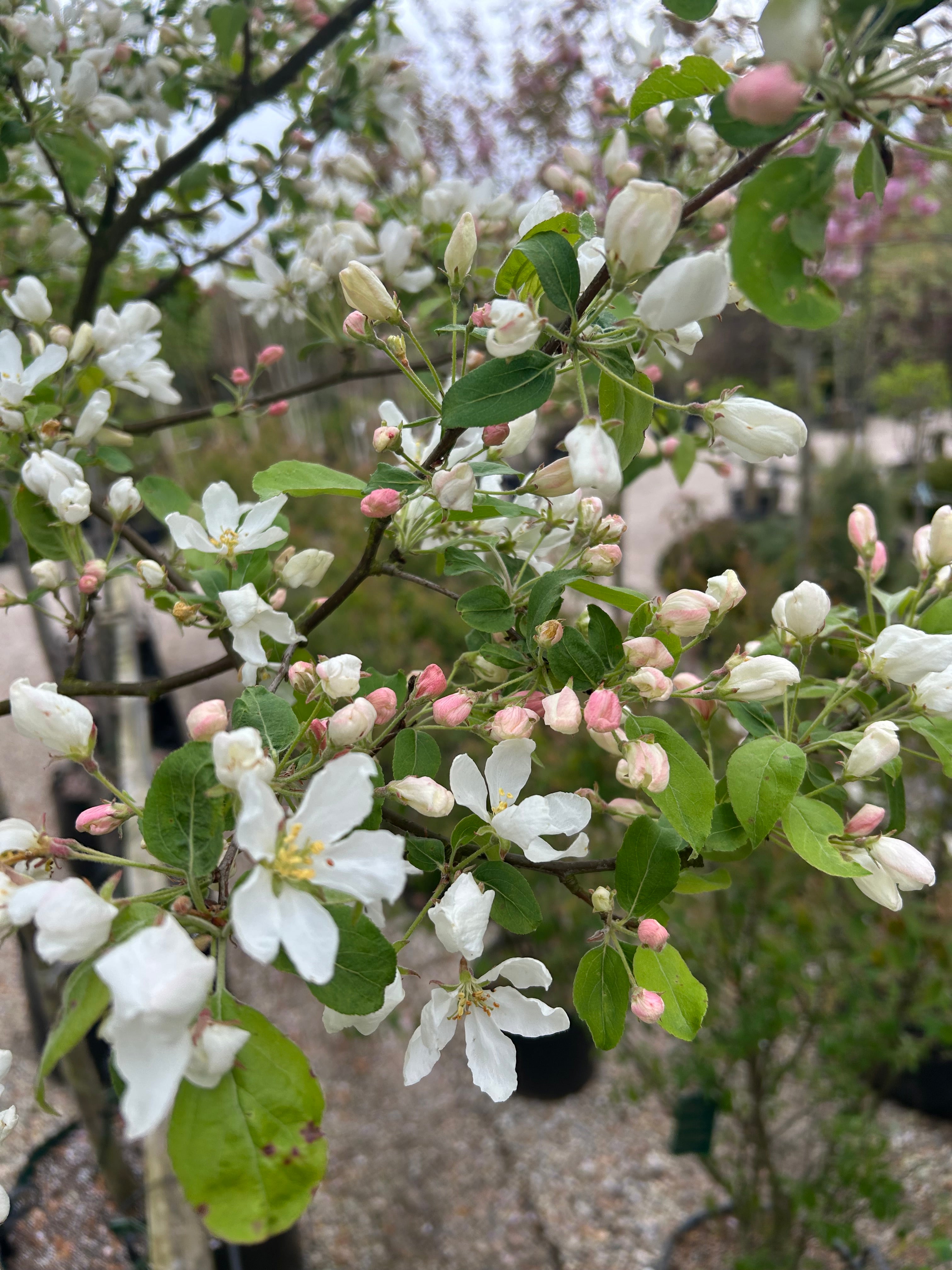 'Street Parade'-paradisæbletræ i maj måned, hvor grenene er dækket af et tæt og rigt flor af snehvide blomster med gule støvdragere i midten.