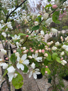 'Street Parade'-paradisæbletræ i maj måned, hvor grenene er dækket af et tæt og rigt flor af snehvide blomster med gule støvdragere i midten.