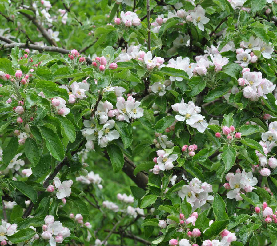 'Cox Orange'-æbletræ i fuldt flor om foråret, hvor grenene er dækket af tætte klaser med hvide og svagt rosa blomster mod en baggrund af friske, grønne blade.