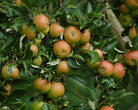 'Cox Orange'-æbletræ, hvor de modne, matgyldne og orangerøde spiseæbler sidder tæt mellem friske, grønne blade i efterårssolen.
