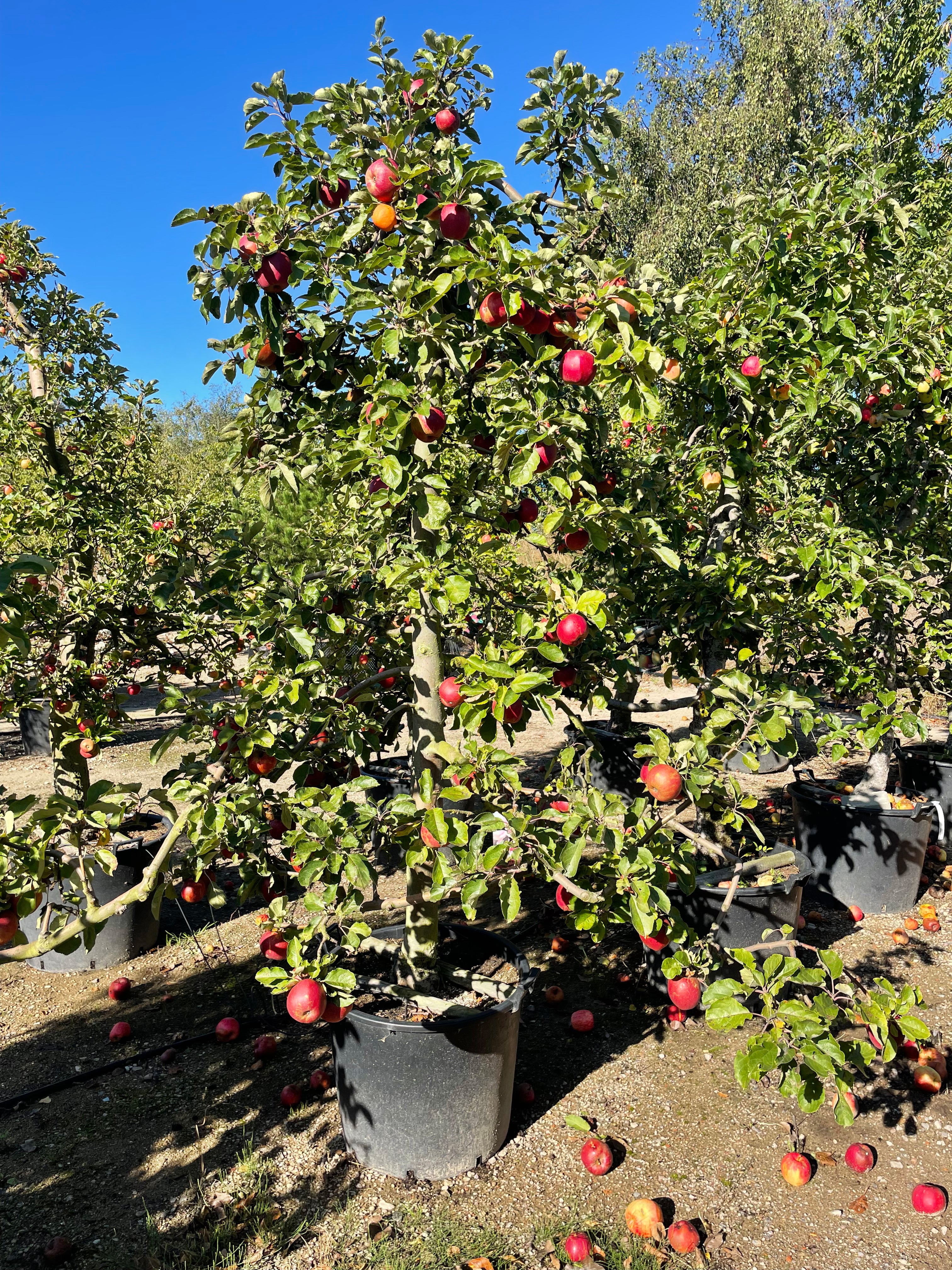 Skulpturelt Malus domestica Elstar æbletræ i sensommeren, som fremviser sine karakterfulde, klippede linjer under et grønt løvtag fyldt med modne, gulrøde spiseæbler.