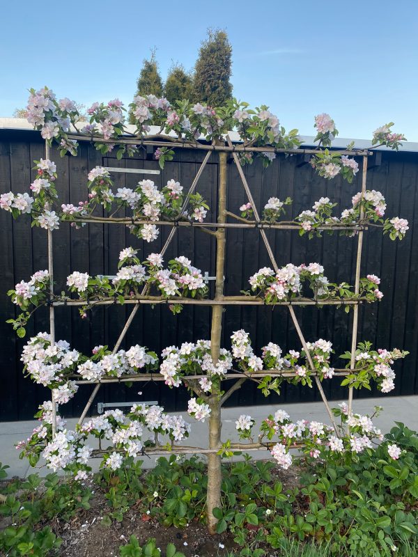 Hvide og svagt rosa æbleblomster i fuldt flor mod en baggrund af friske, grønne blade.