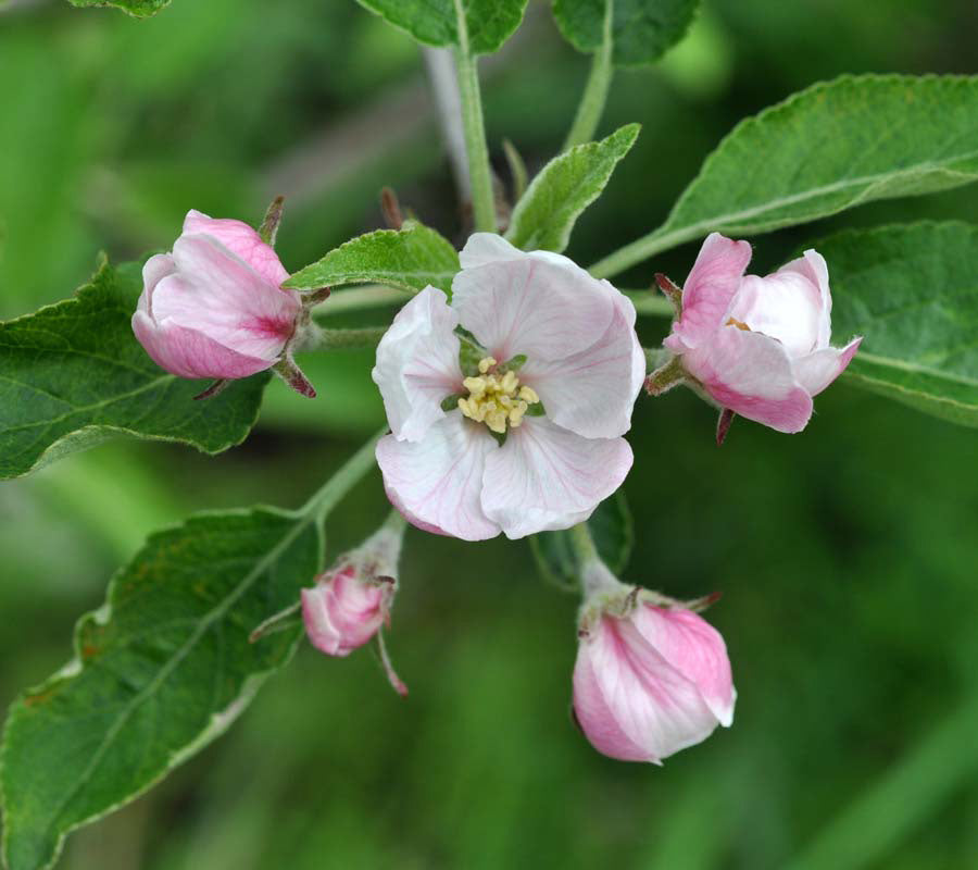 Hvide og svagt rosa æbleblomster i fuldt flor mod en baggrund af friske, grønne blade.