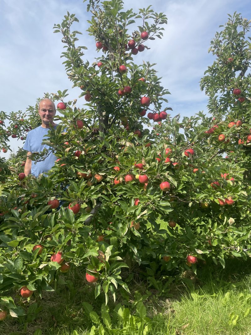 Skulpturelt Malus domestica Elstar æbletræ i sensommeren, som fremviser sine karakterfulde, klippede linjer under et grønt løvtag fyldt med modne, gulrøde spiseæbler.