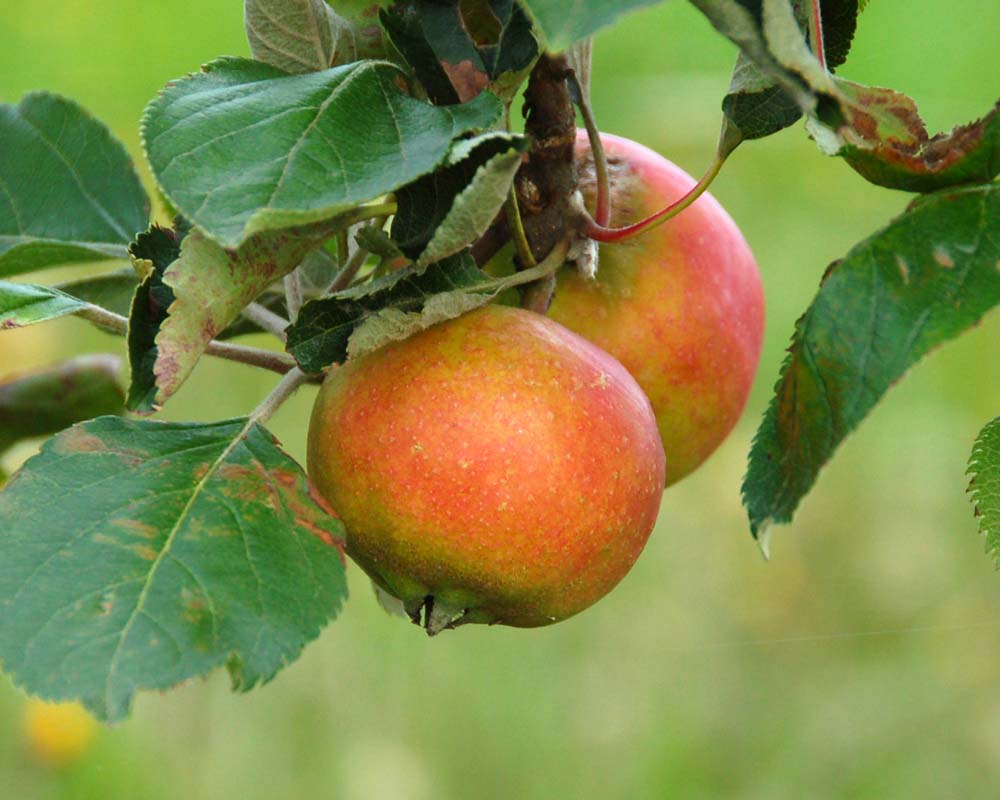 Fuldmodne Holsteiner Cox-æbler med en karakteristisk ru, gulgrøn skræl og en rødflammet solside, der hænger i tætte klynger fra de kraftige frugtgrene.