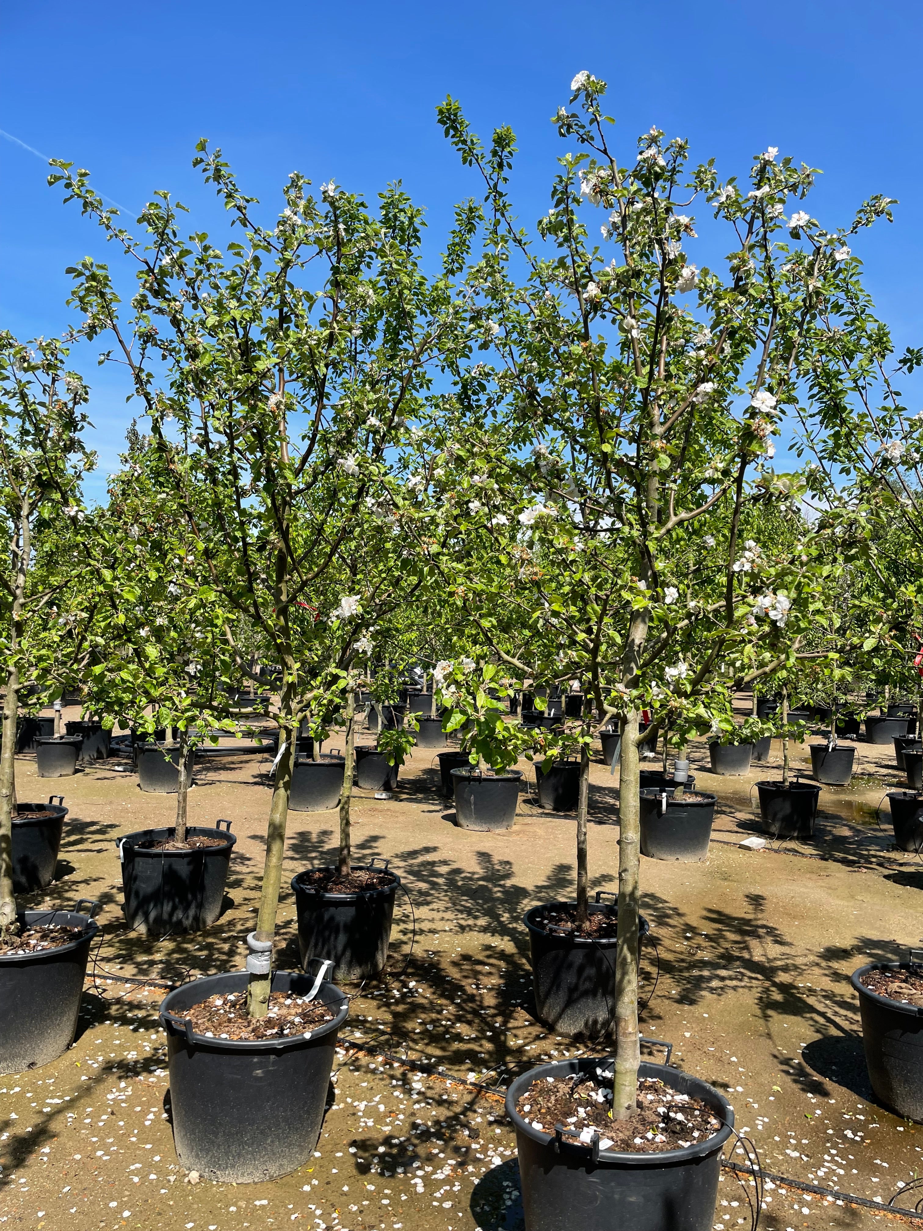 Hvide og sartrosa forårsblomster med små gule støvdragere på en gren af et halvstammet æbletræ med navnet Malus domestica Notarisappel.