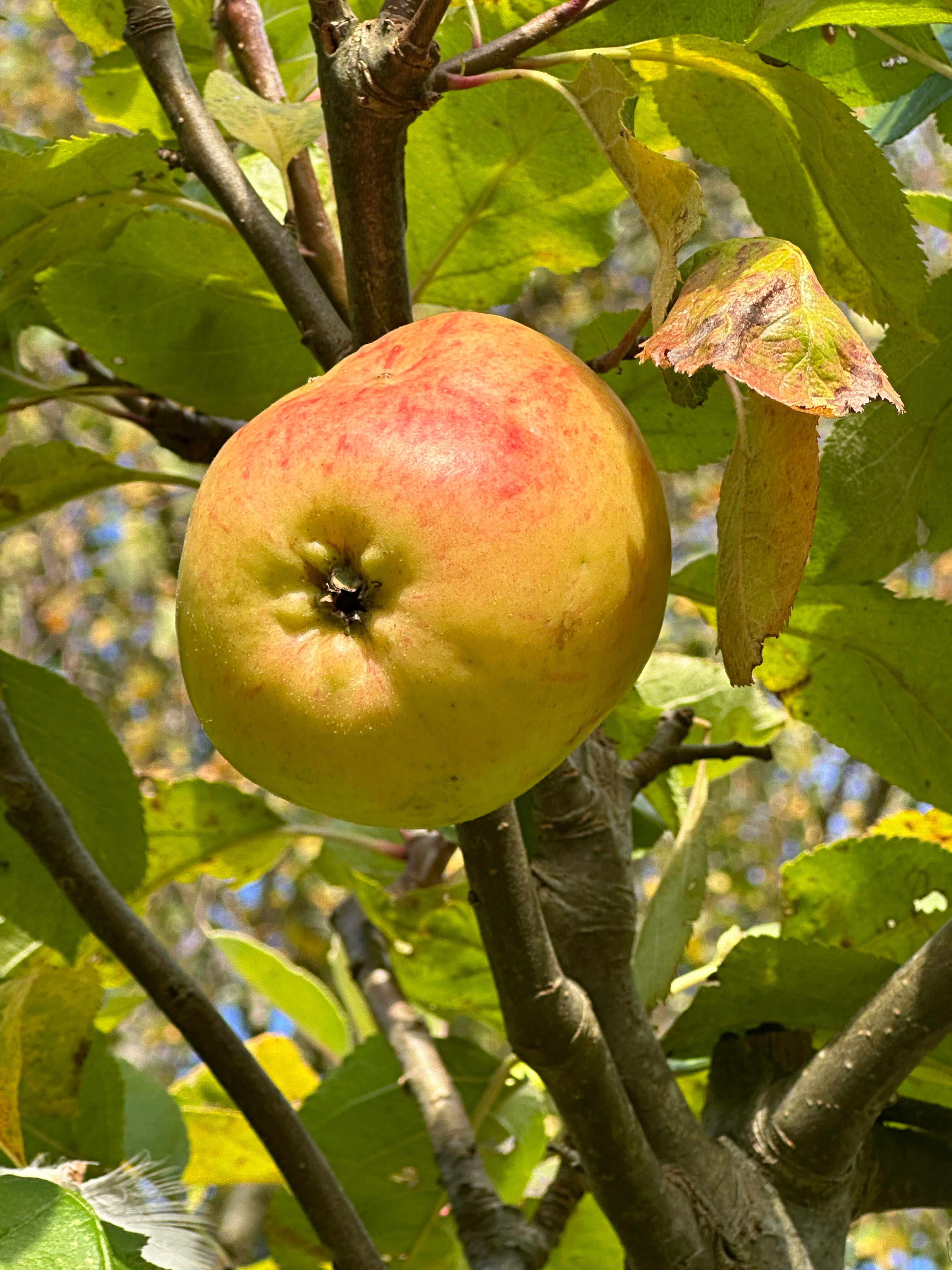 Halvstammet æbletræ, Malus domestica Notarisappel, i efteråret med tæt løv og masser af store, runde gulgrønne spiseæbler.