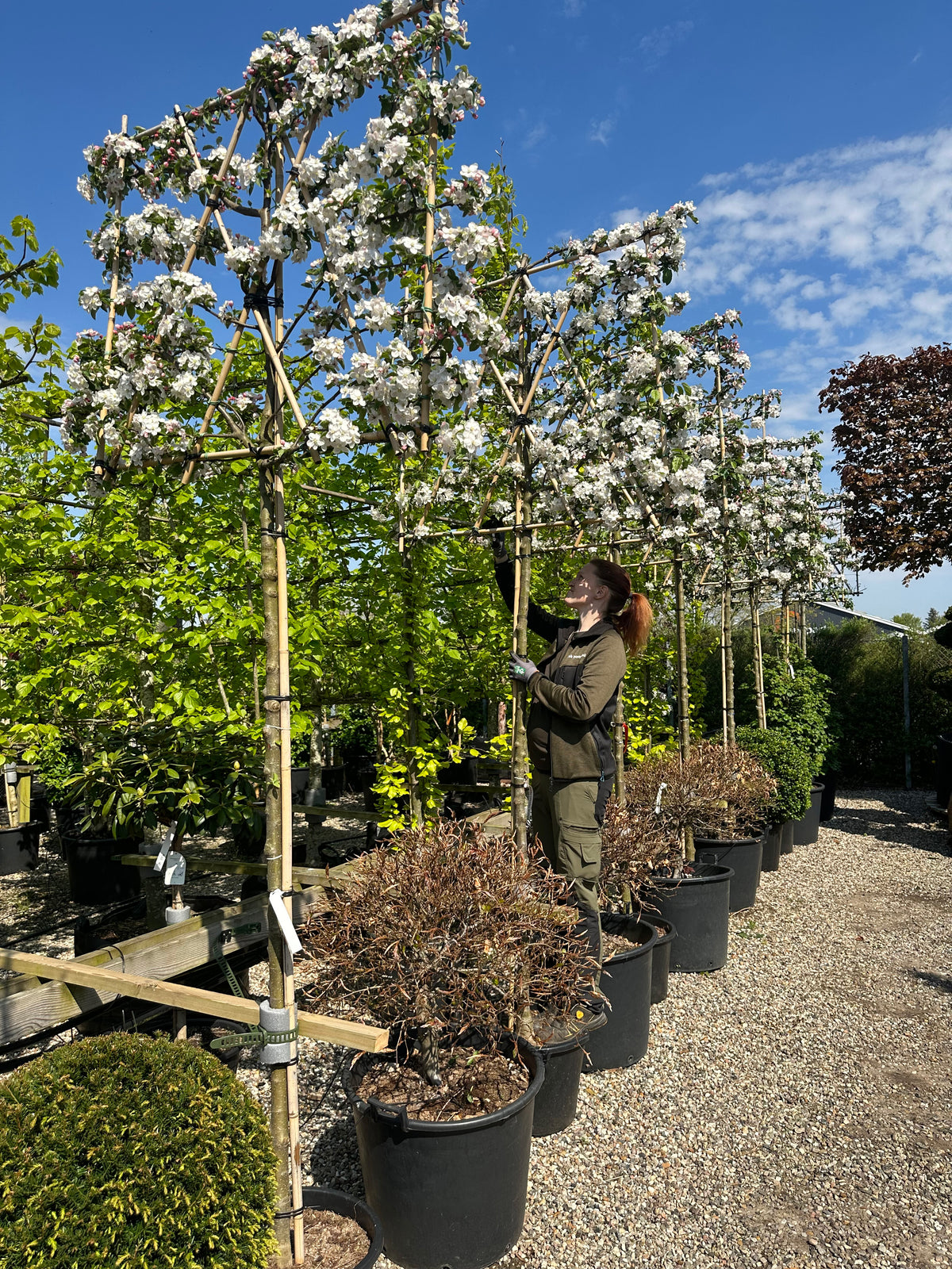 Hvide og sartrosa forårsblomster, der dækker den tætklippede overflade på en svævende hæk af æbletræet Malus domestica Notarisappel.